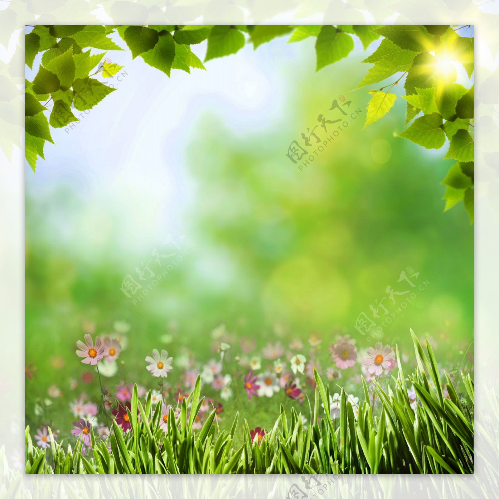 绿叶与鲜花草地背景图片