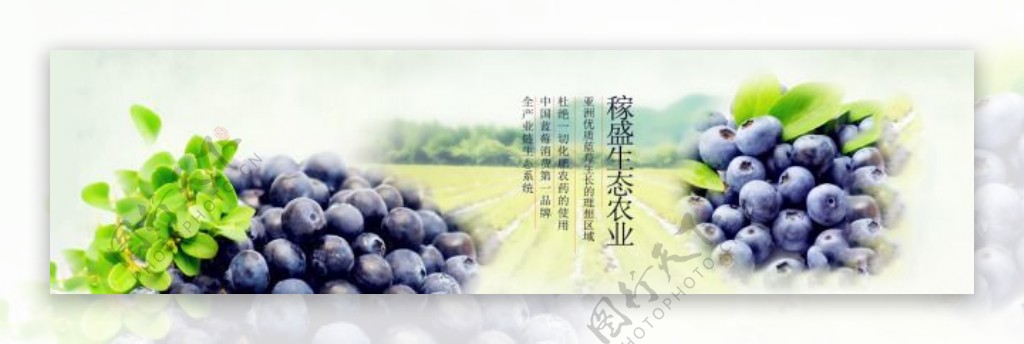 春夏蓝莓采摘节
