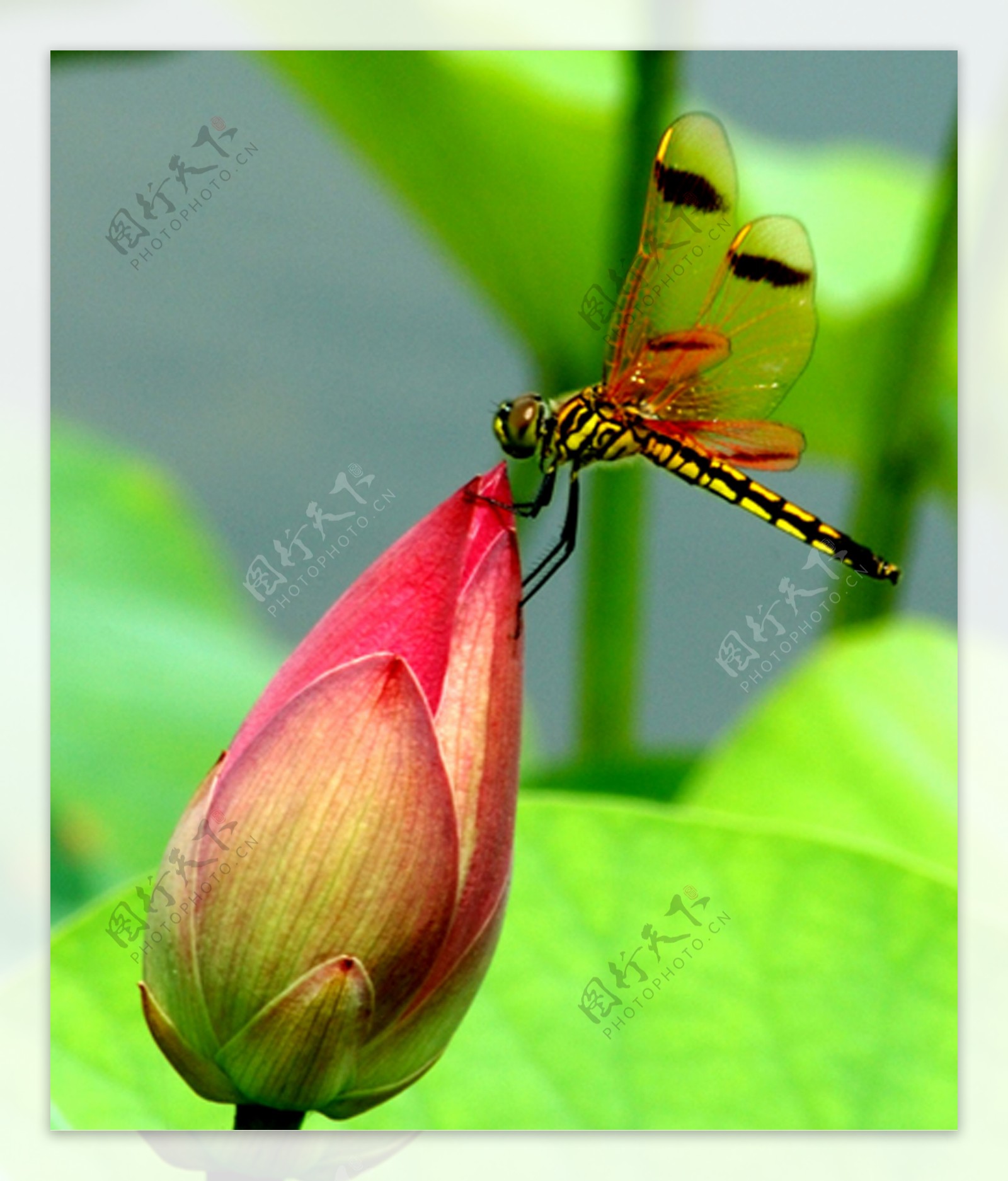 荷花蜻蜓图片