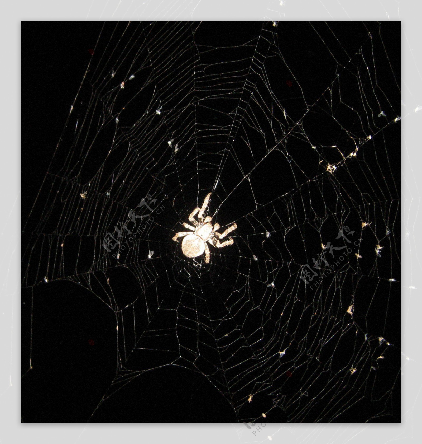 蜘蛛蜘蛛网图片