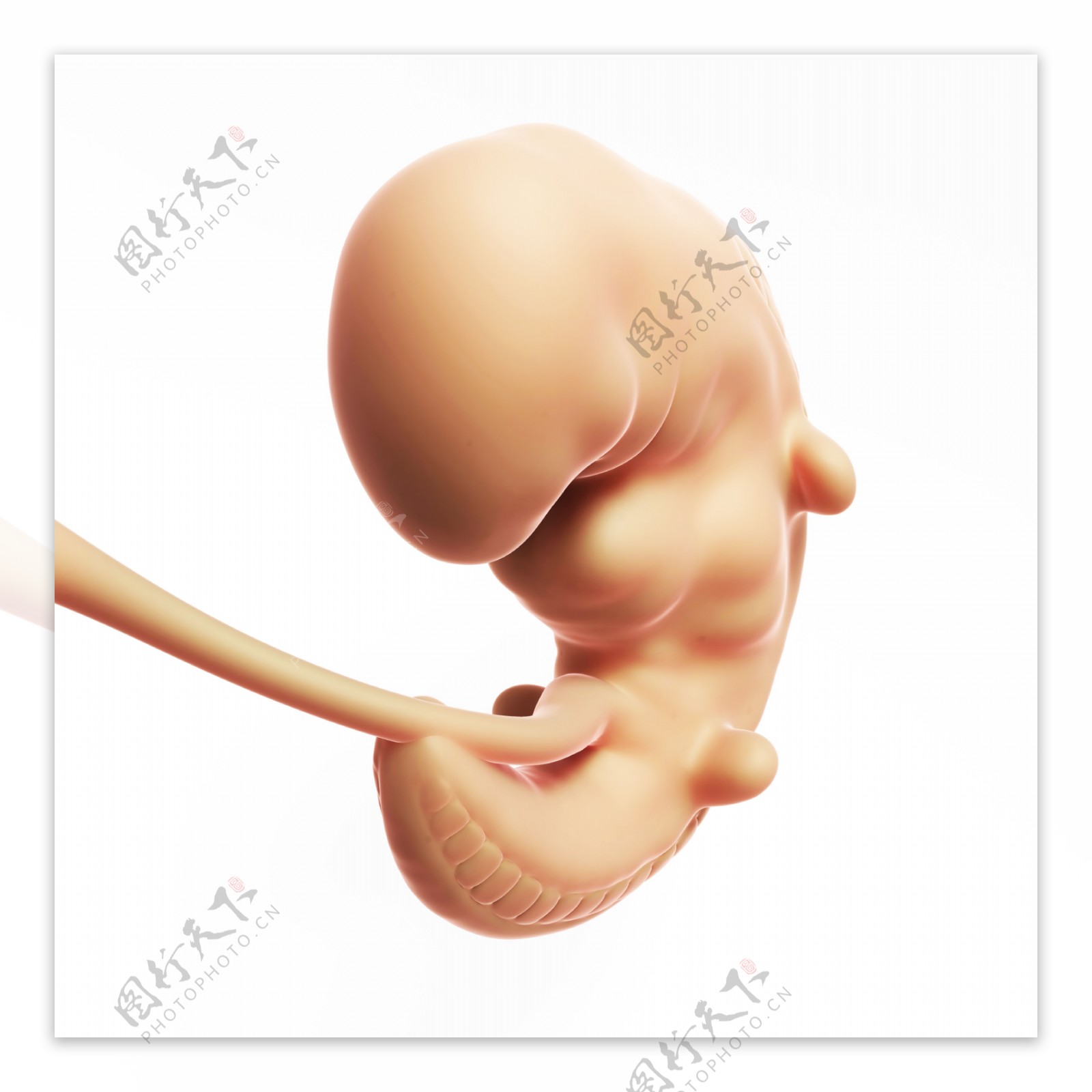 半发育的胎儿图片