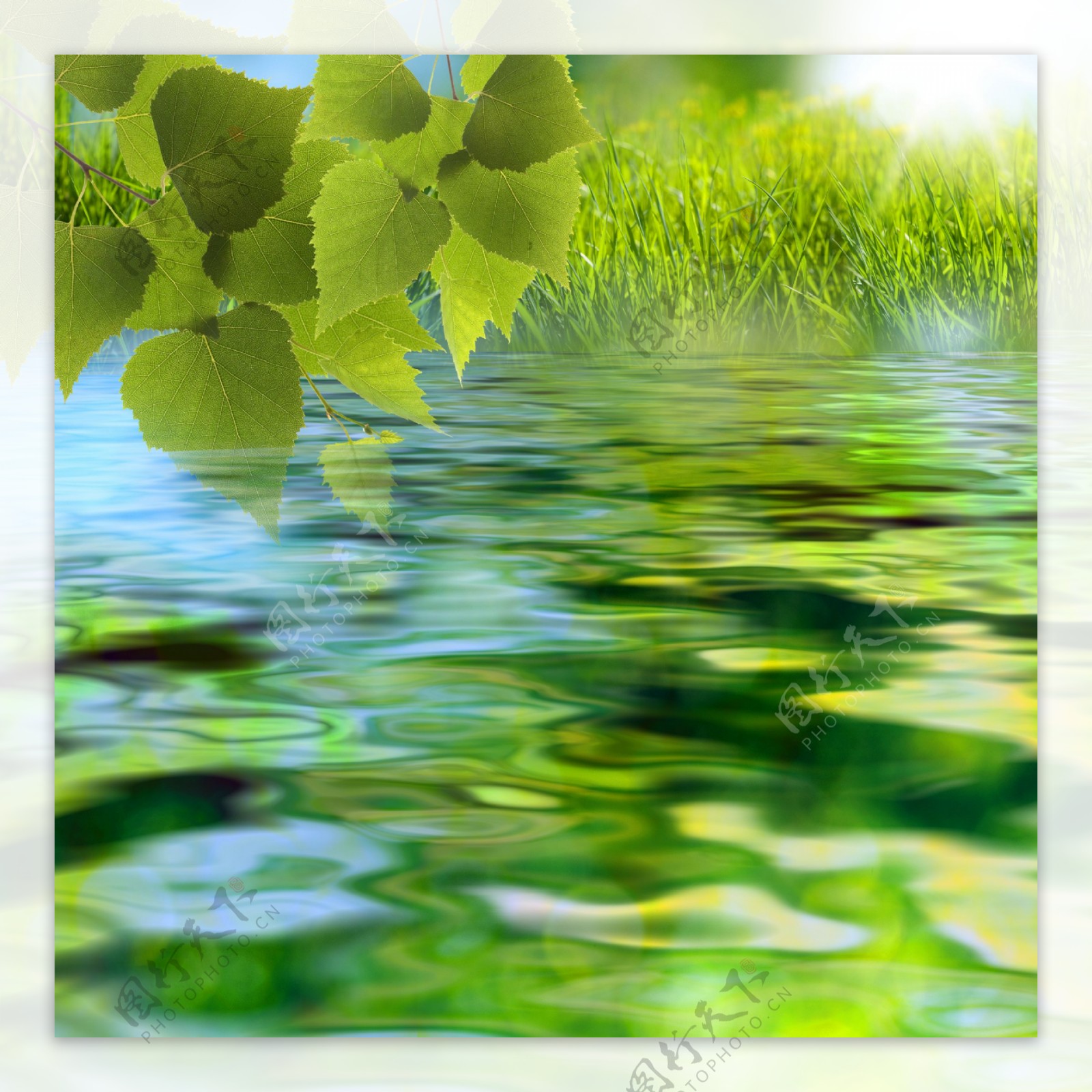 绿叶下水面摄影