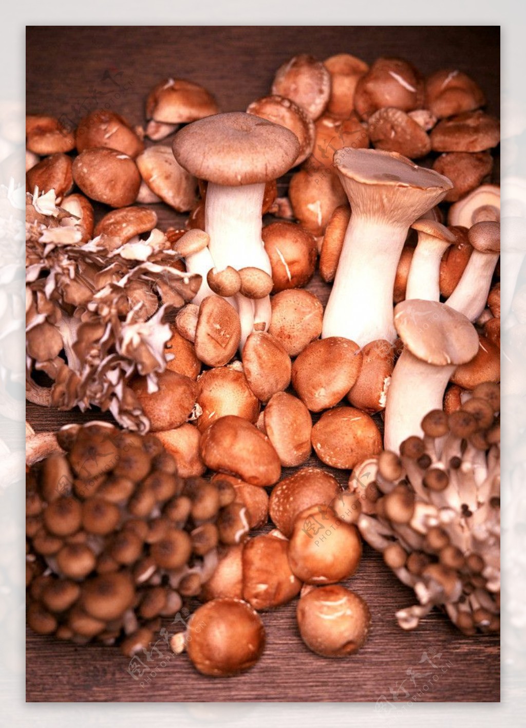 蘑菇家族图片