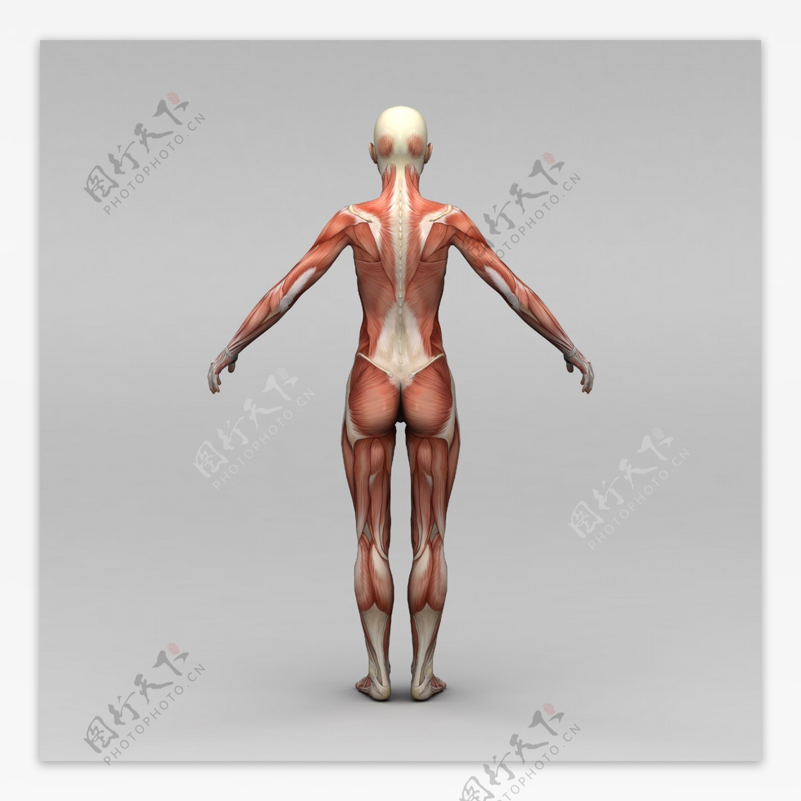 女性背部肌肉组织图片