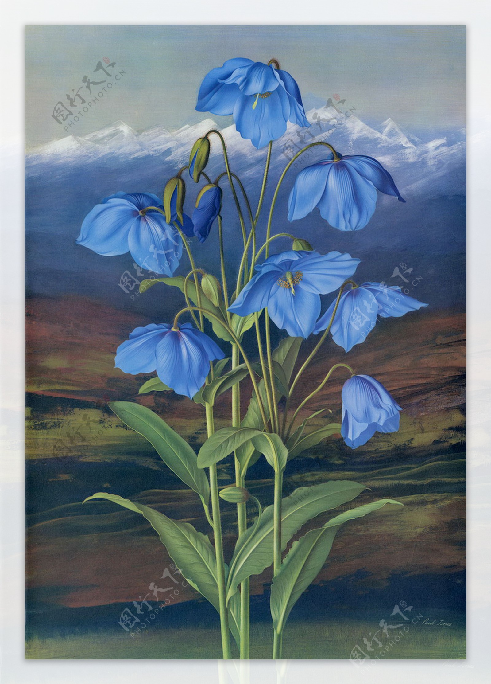 插画手绘蓝色花卉