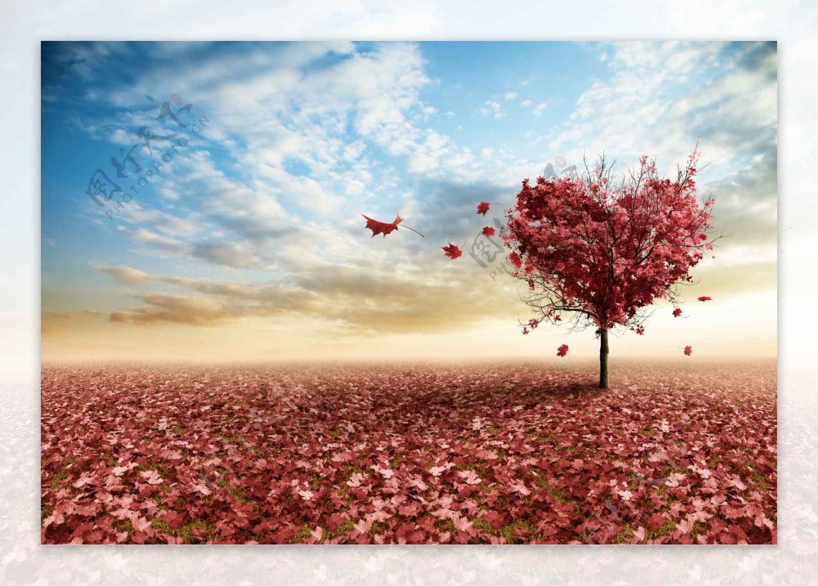 红色的枫叶和心形树木图片