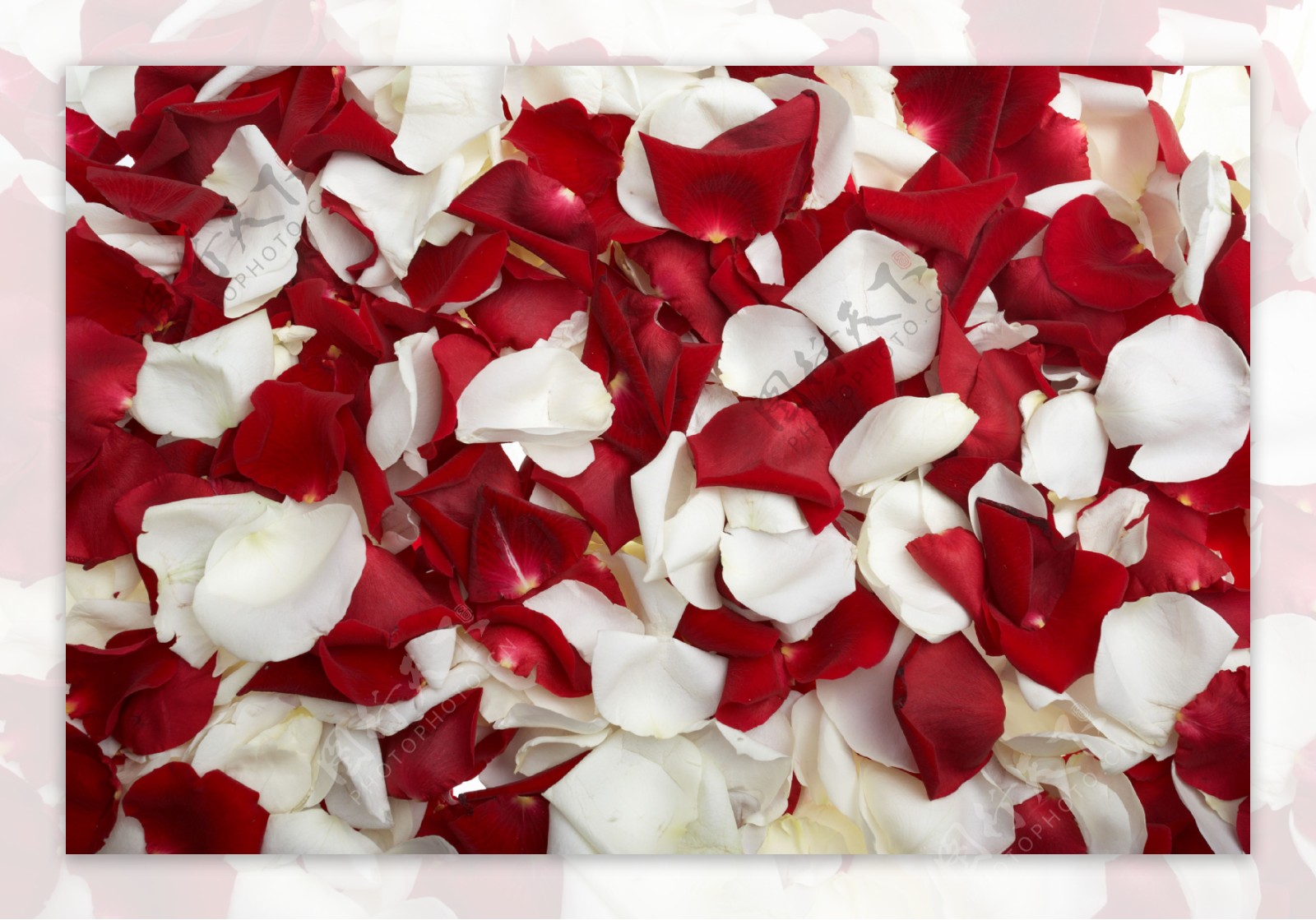 红白玫瑰花瓣图片