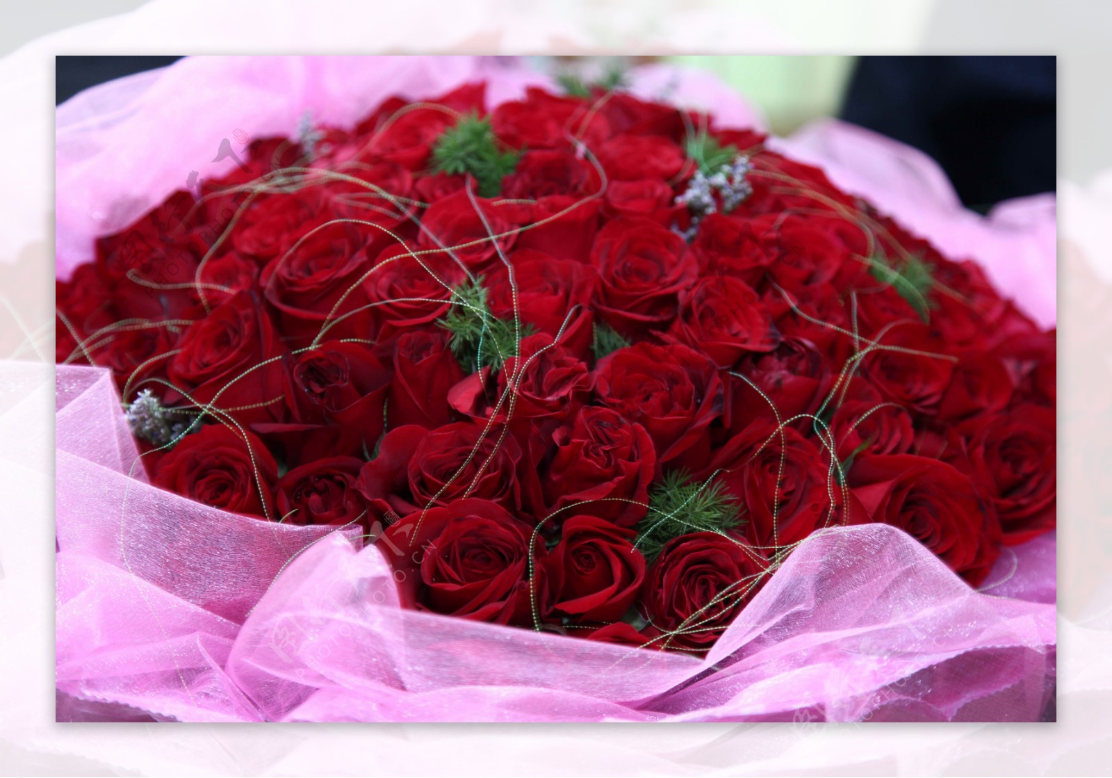 娇艳的红玫瑰花束图片