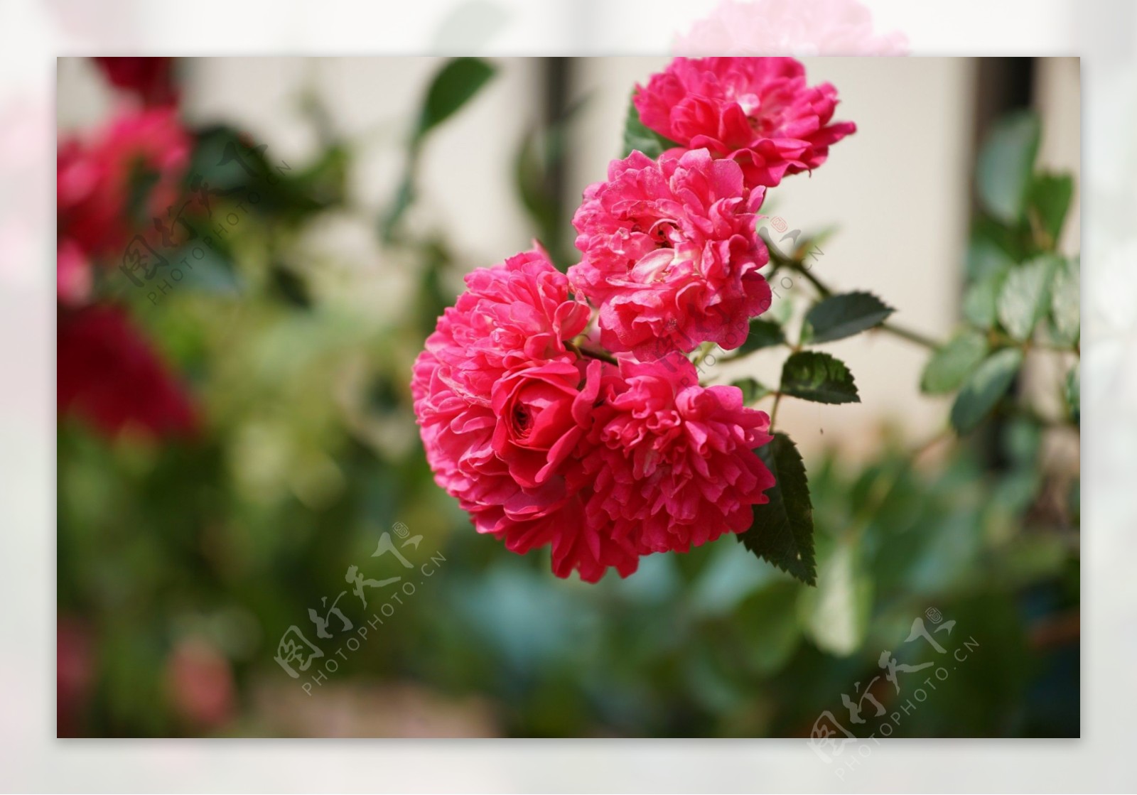 鲜艳红色蔷薇花图片