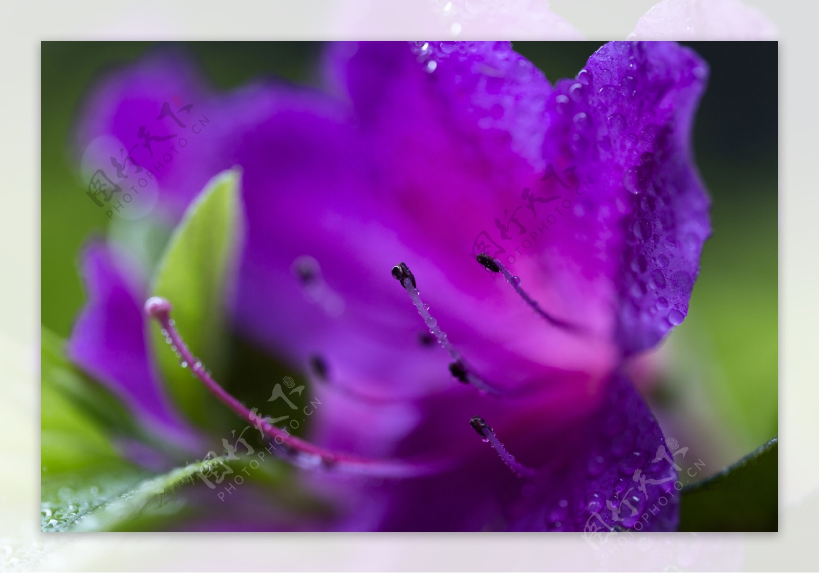 雨后杜鹃花