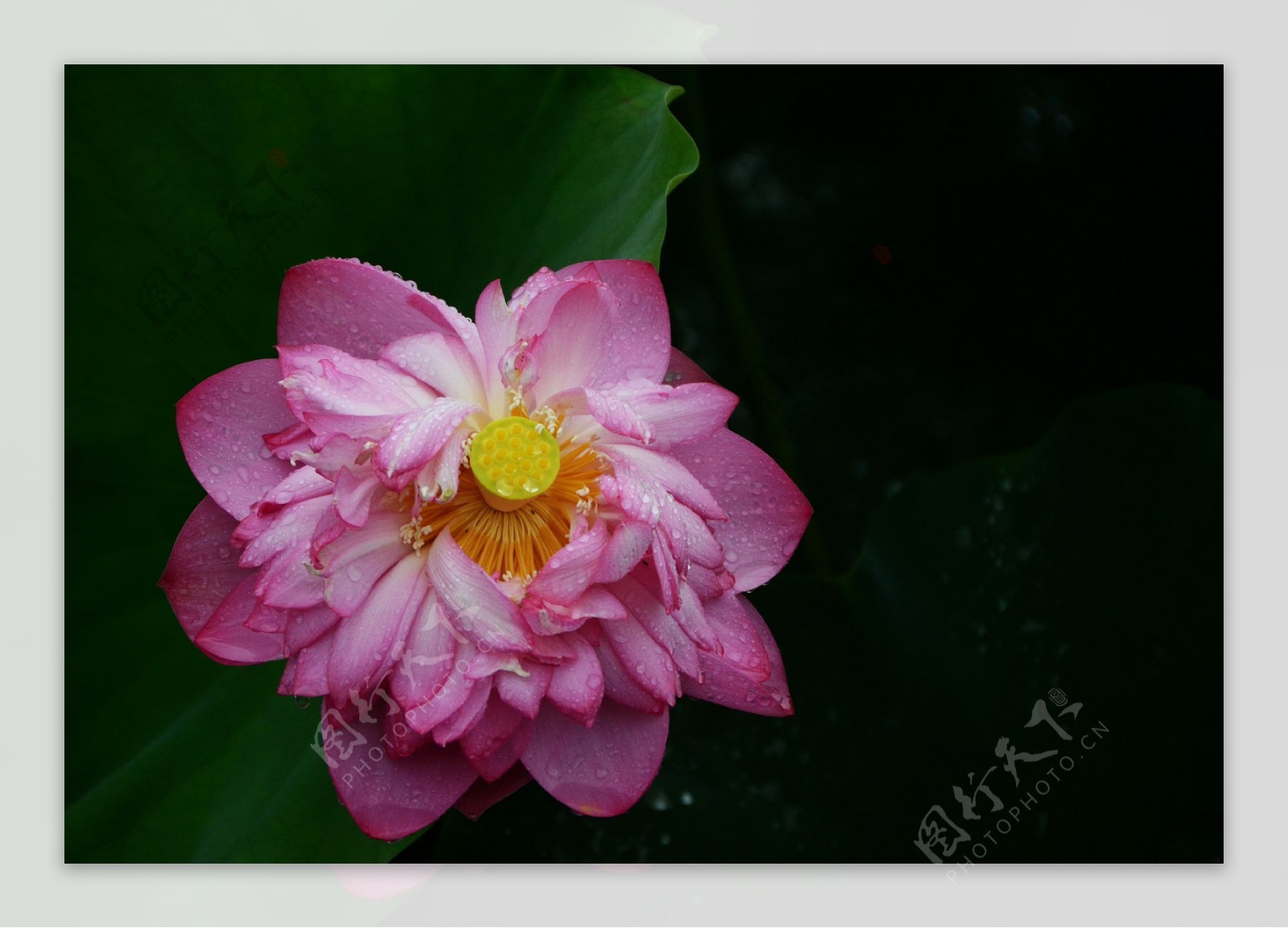 雨中荷花