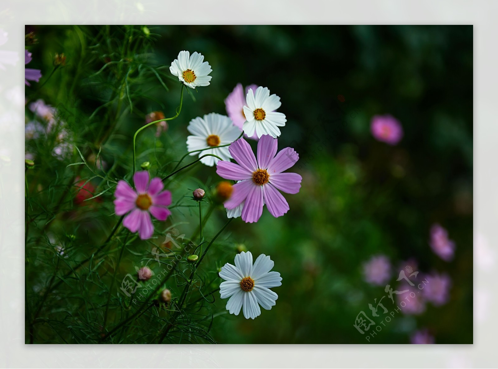 清丽格桑花