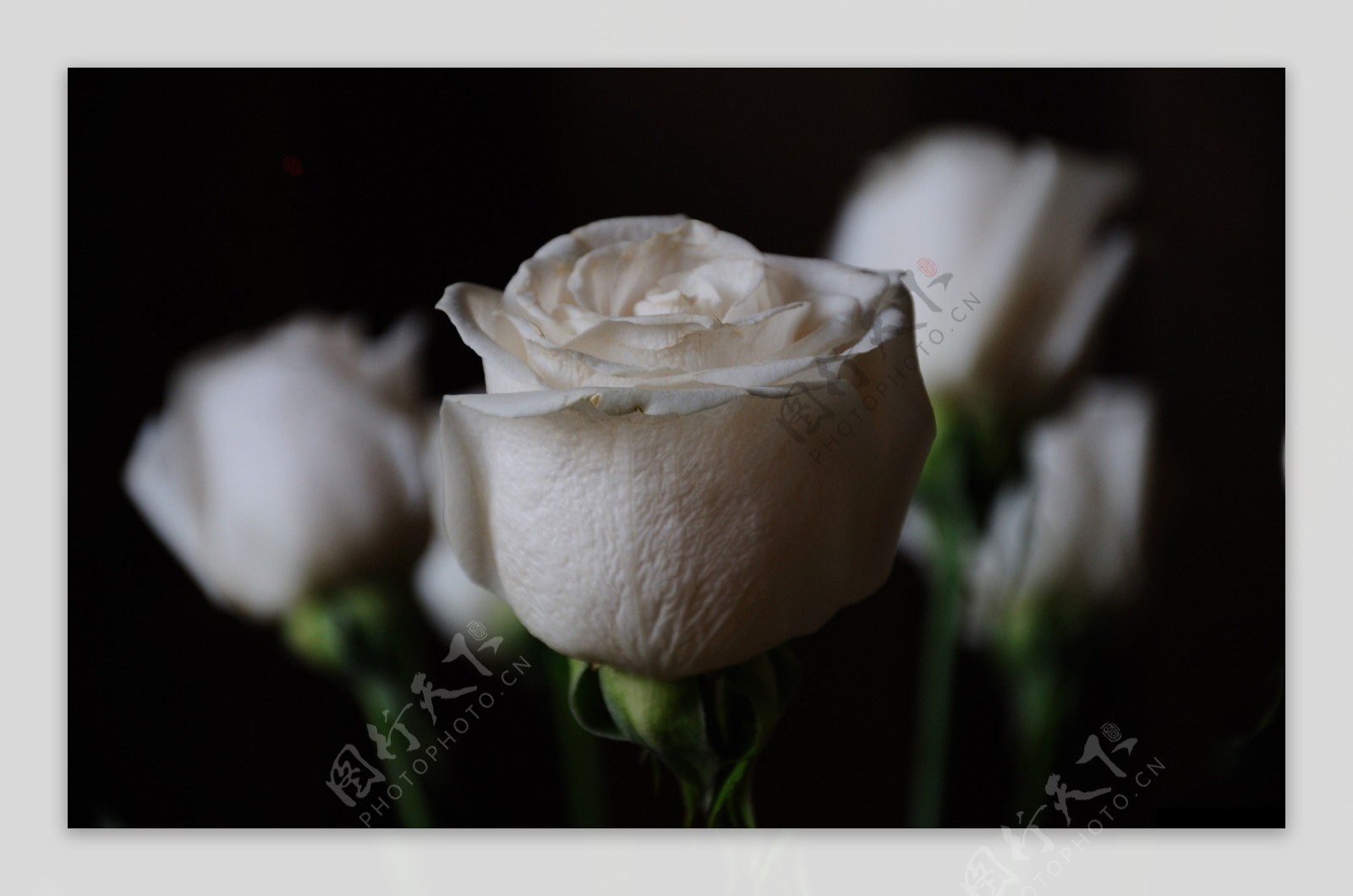 淡雅的白玫瑰