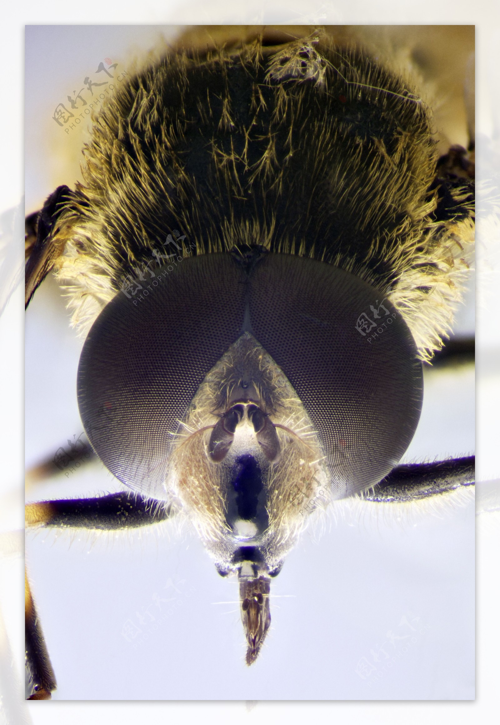 一个食蚜蝇显微照片