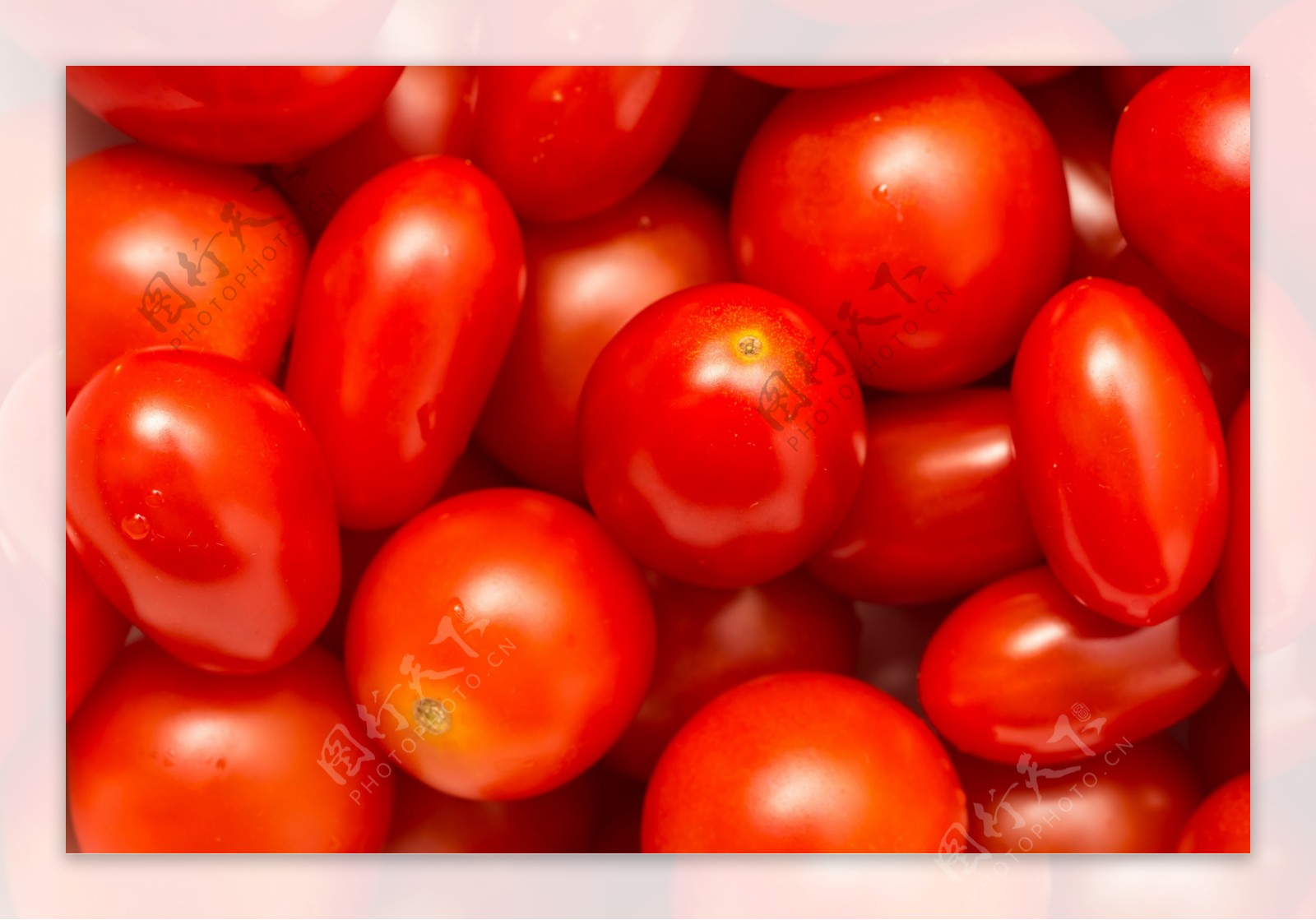 红色小番茄图片