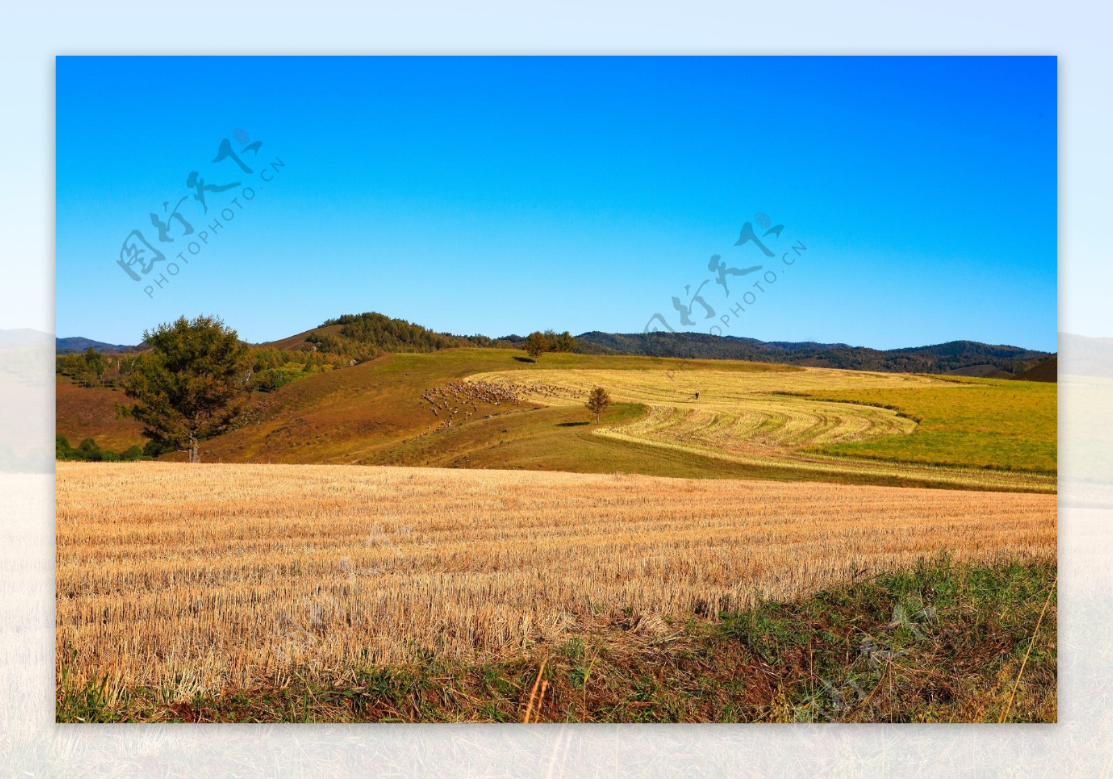 金黄色麦田风景