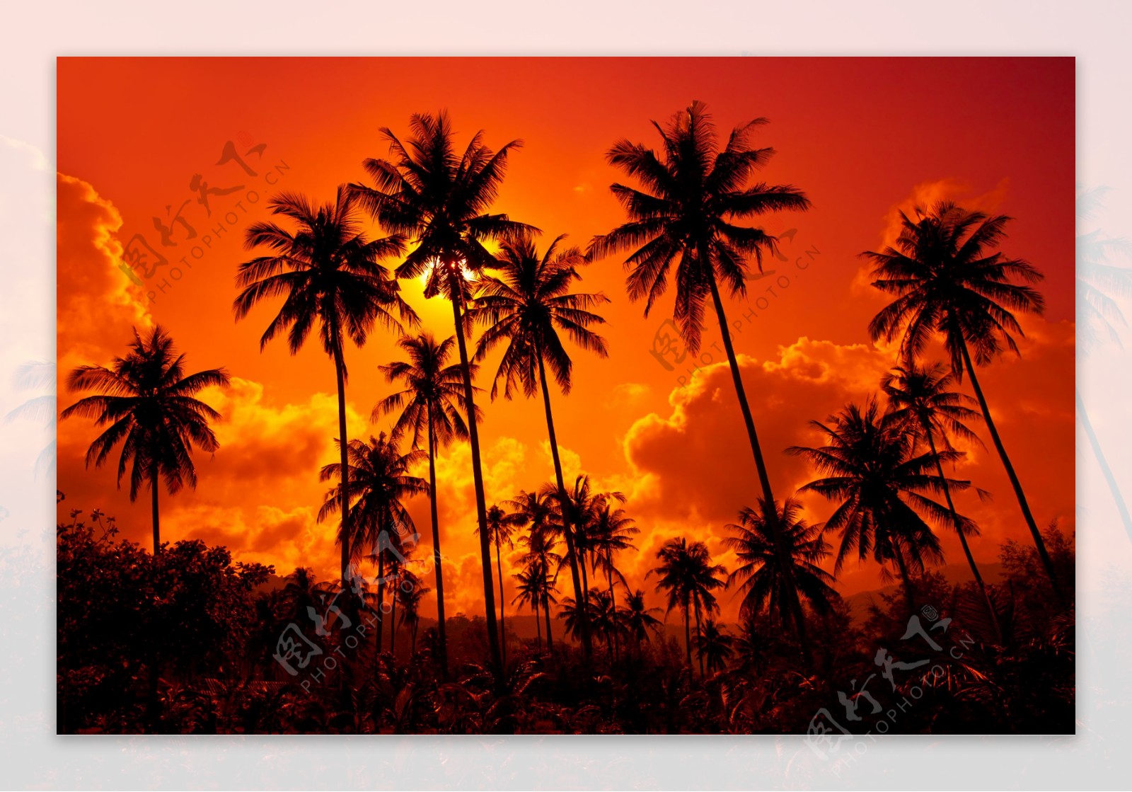 海边落日下的椰子树