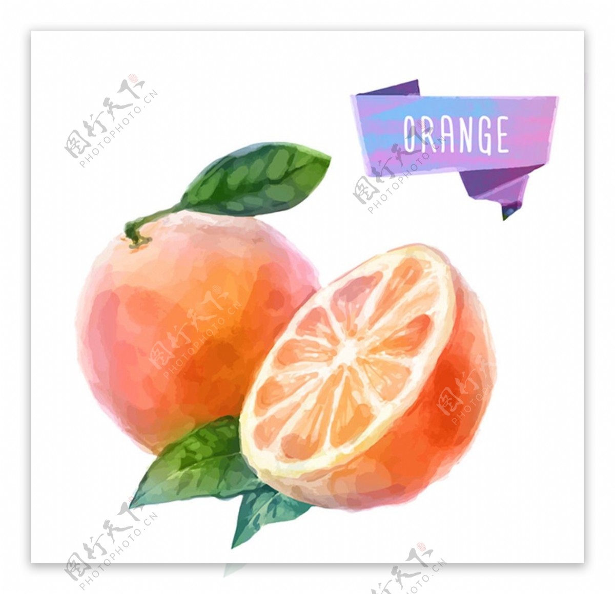 橘子水果彩绘素材