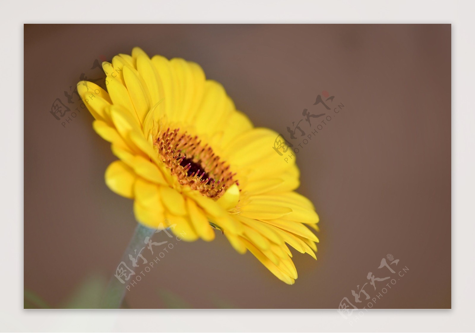高清黄色菊花图片