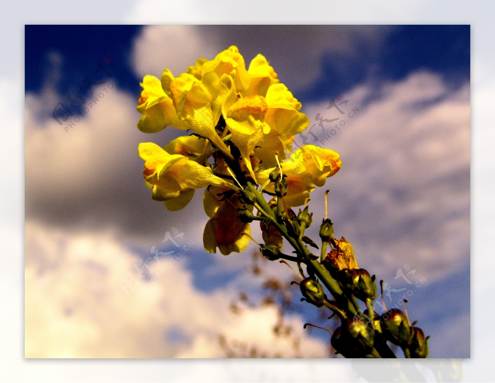 白云下的一束黄色花朵图片