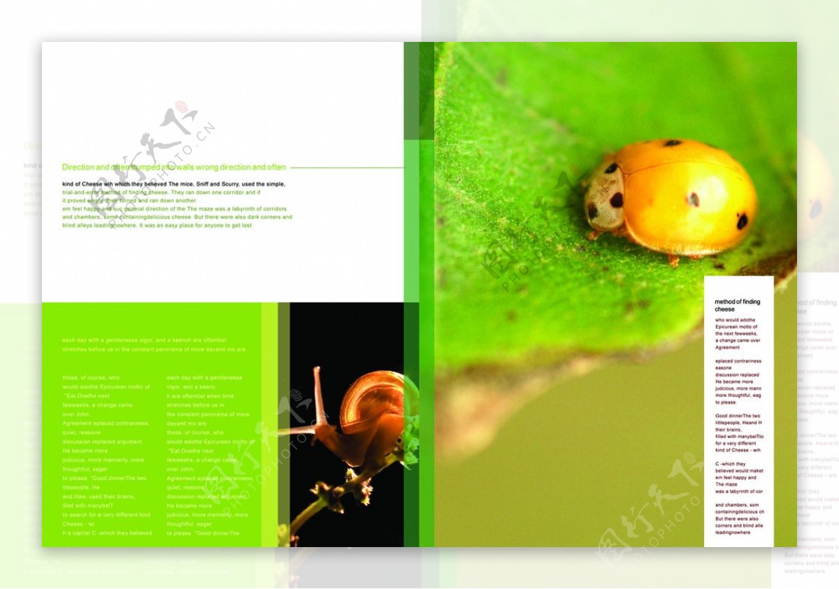 生物昆虫画册PSD设计模板