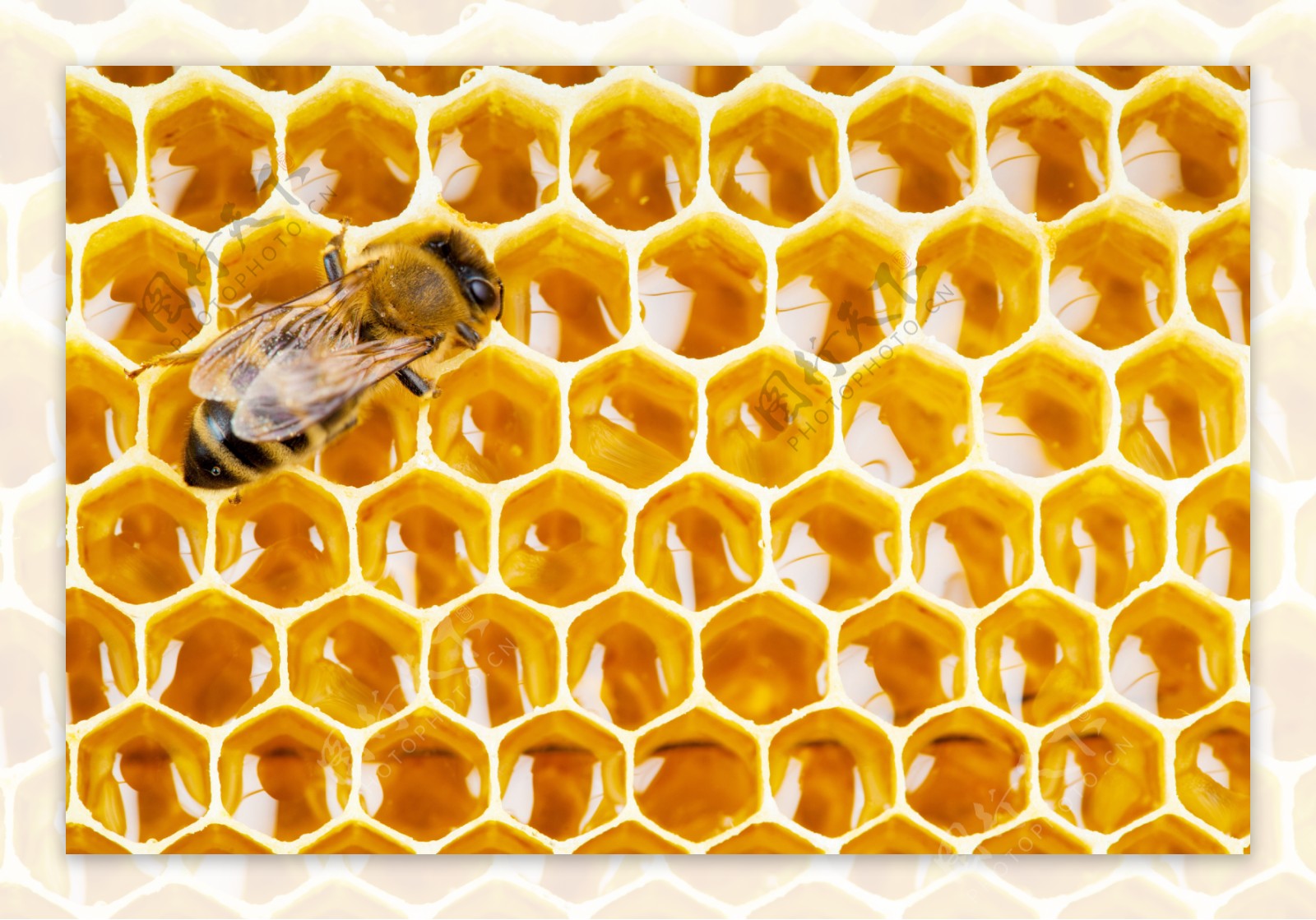 蜂巢蜂蜜图片