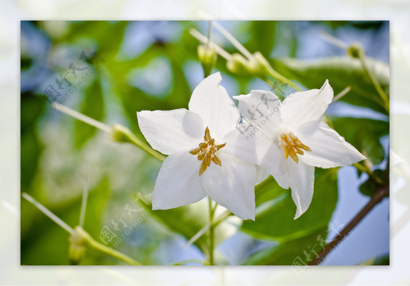 苏合香花图片