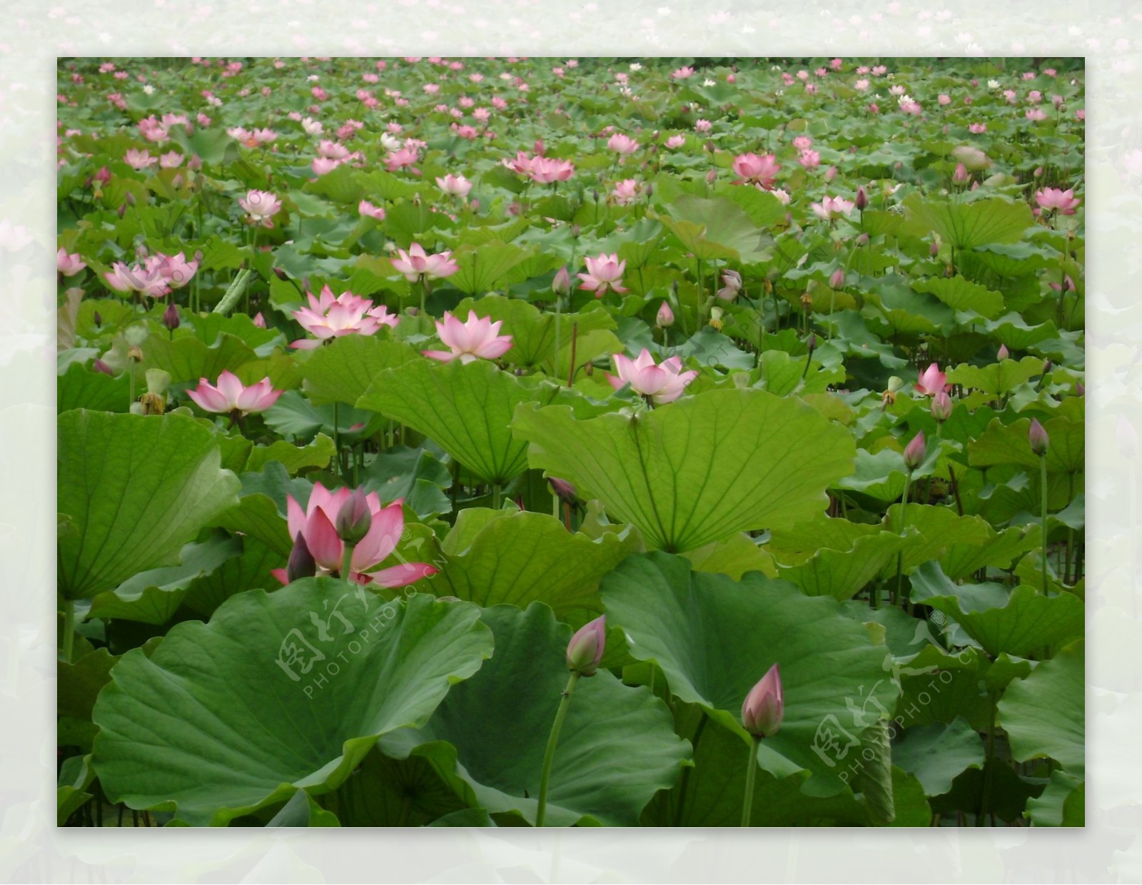 莲花池图片