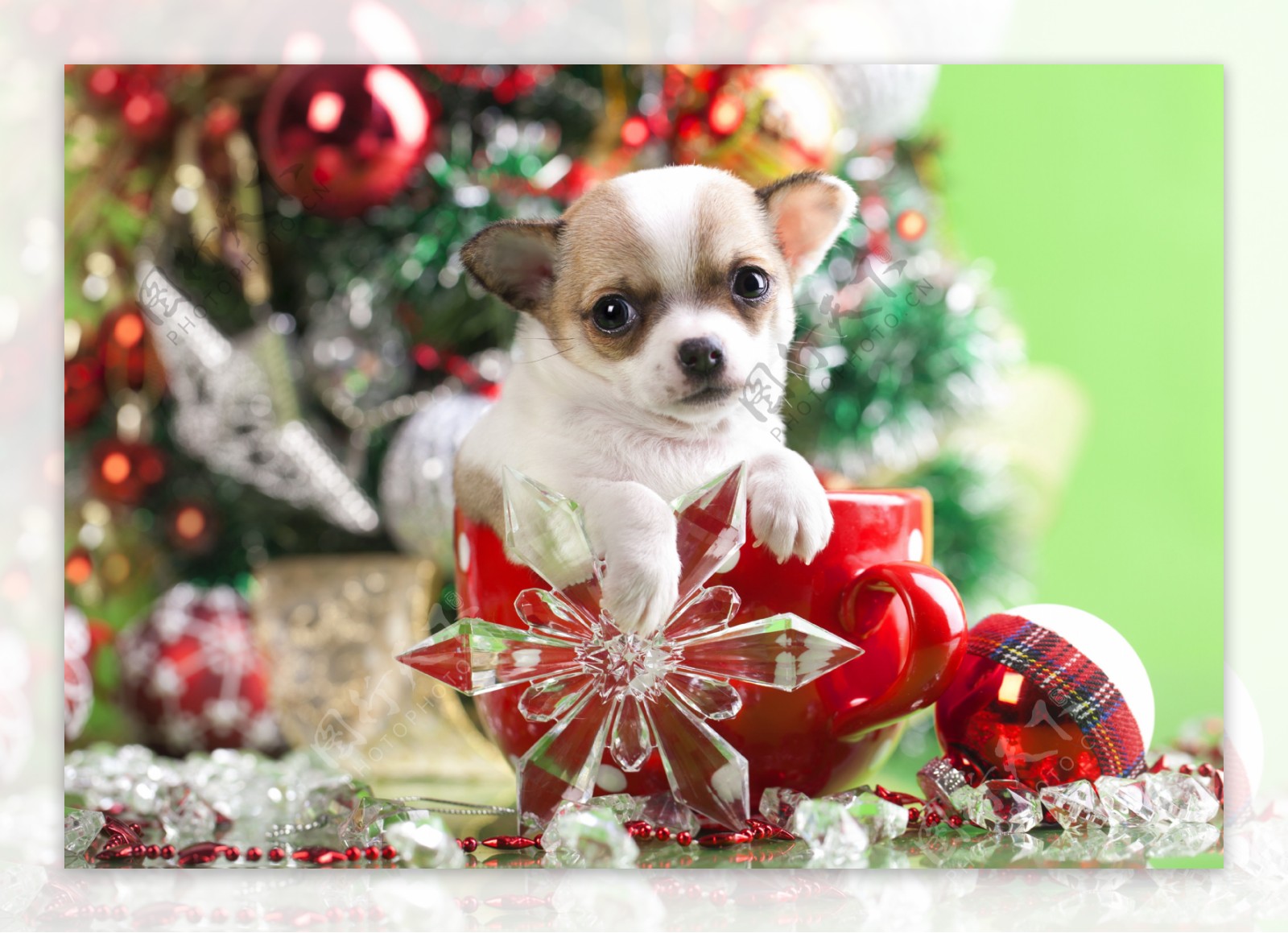 可爱圣诞狗狗图片