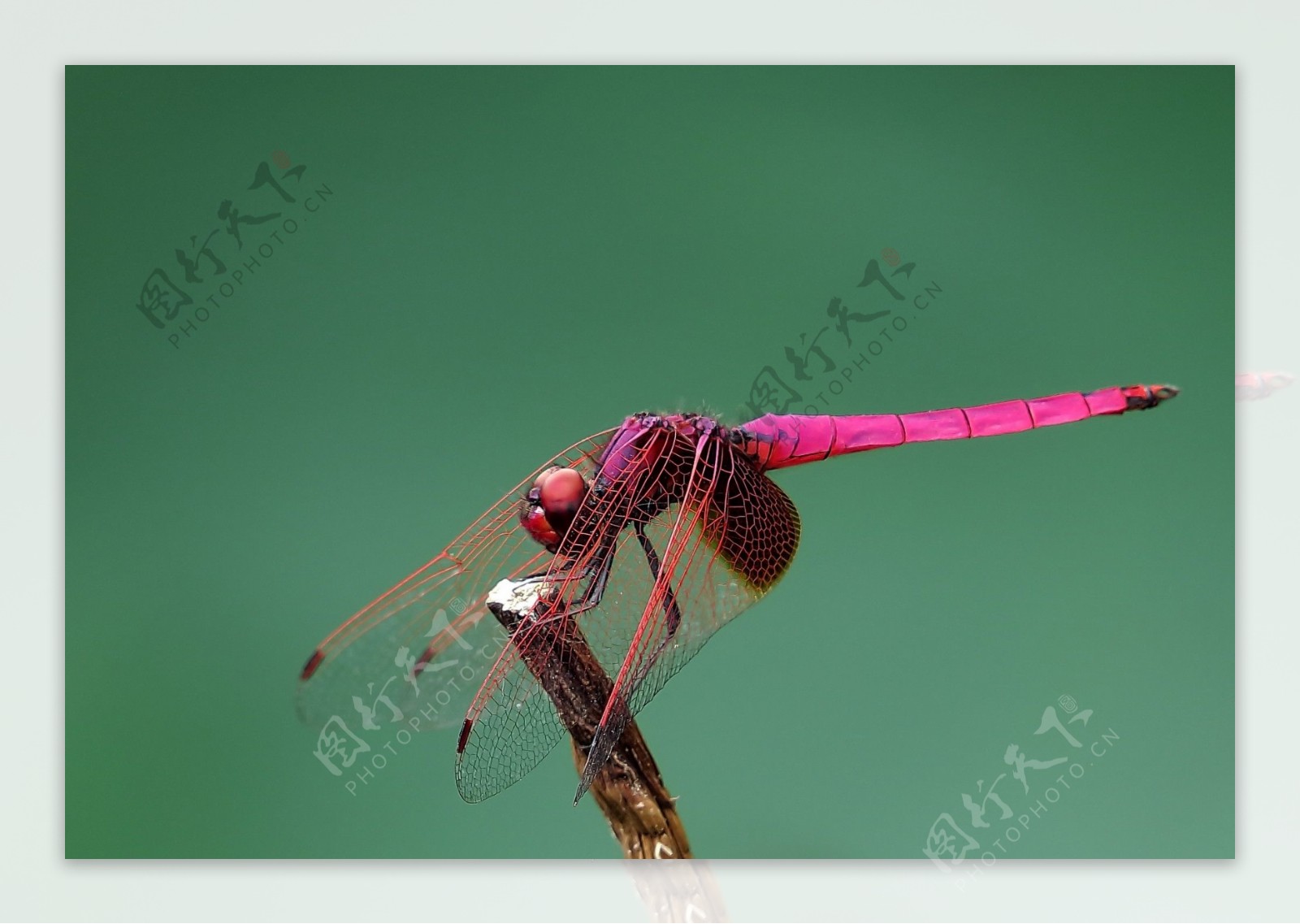 唯美红色蜻蜓图片