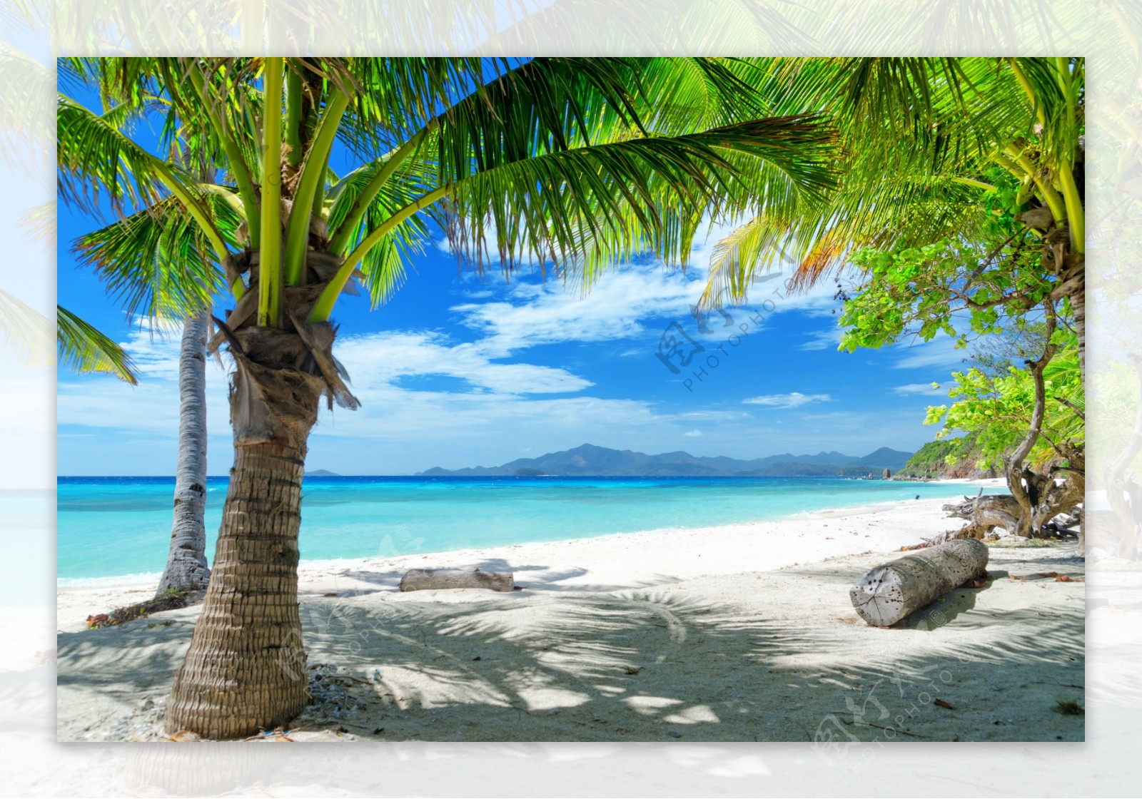 美丽沙滩上的椰树风景图片