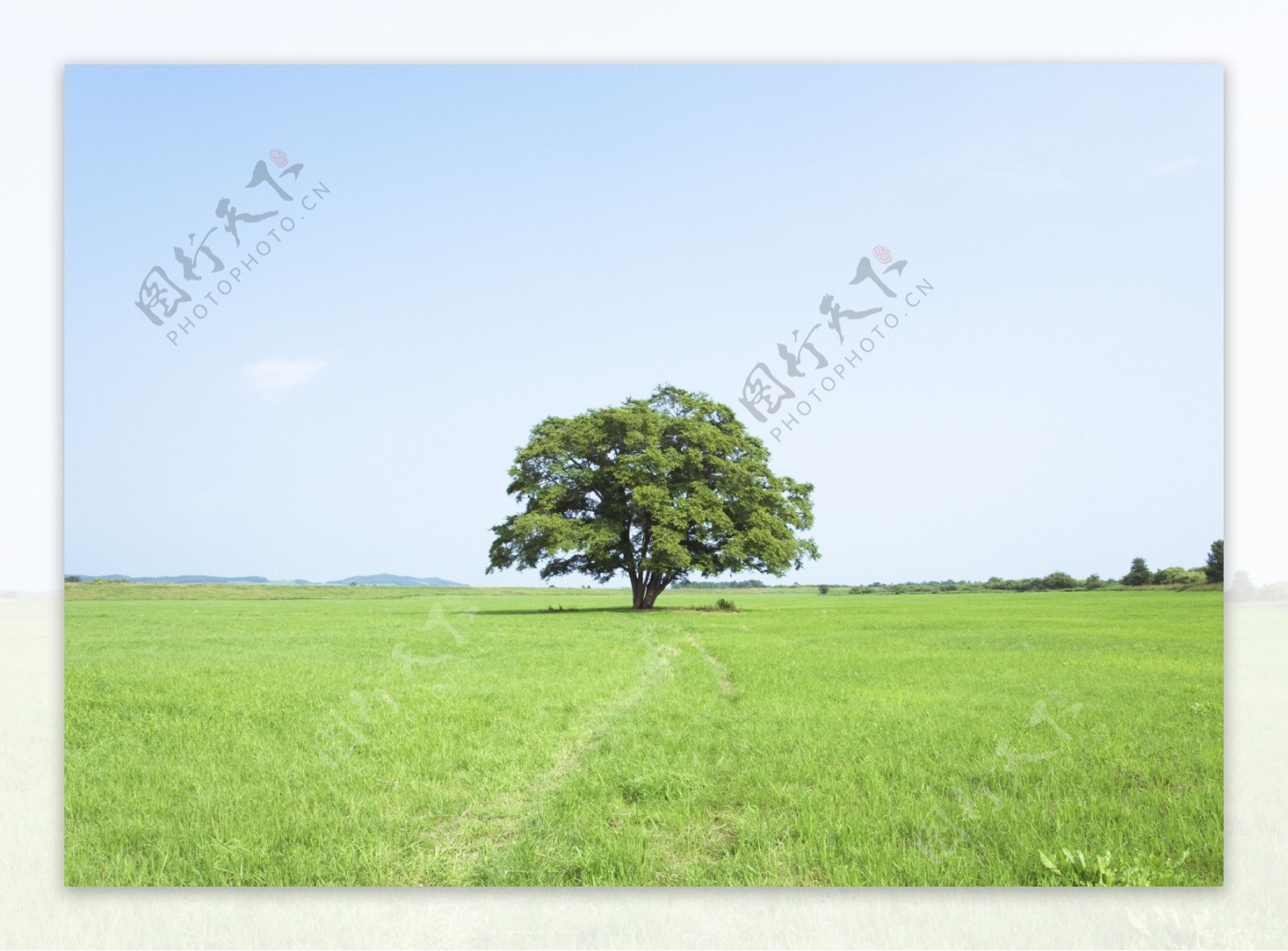 草地绿树特写图片