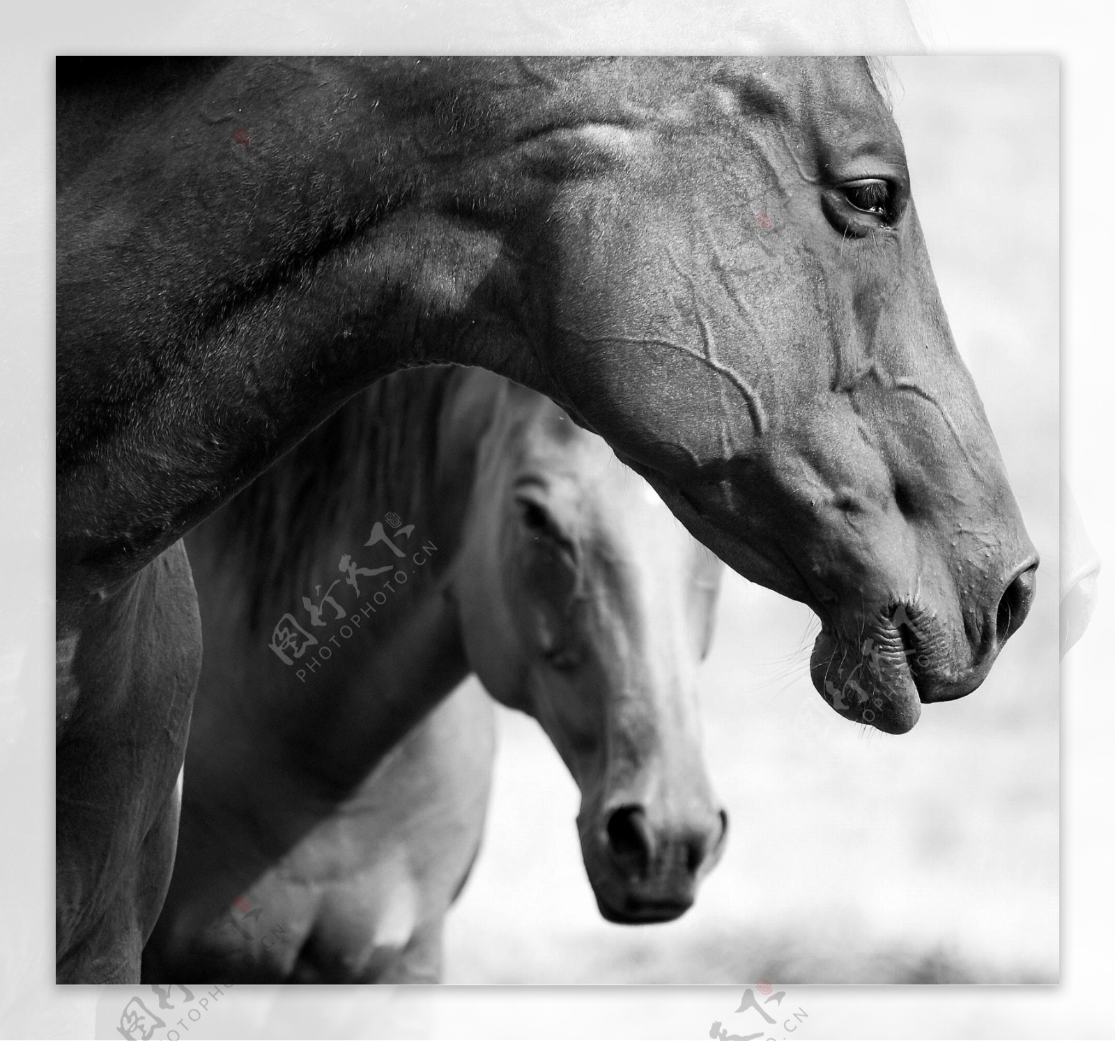 两匹马黑白照片图片