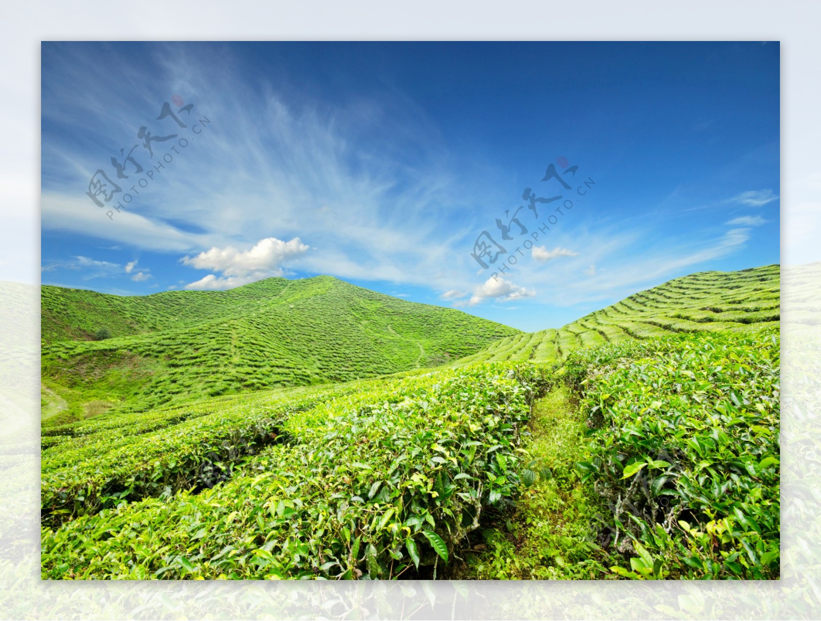 美丽绿茶茶山风景