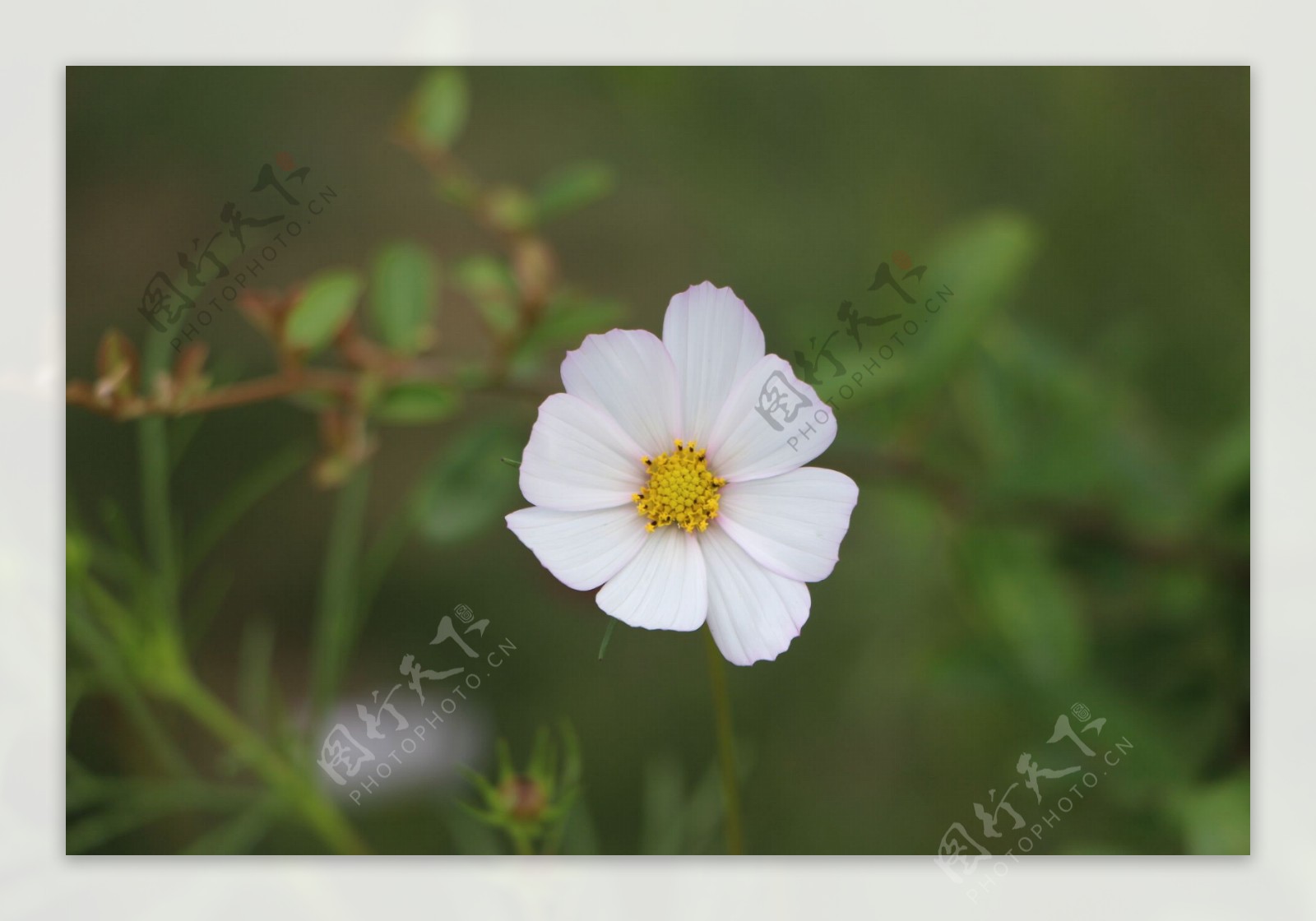 白色格桑花图片