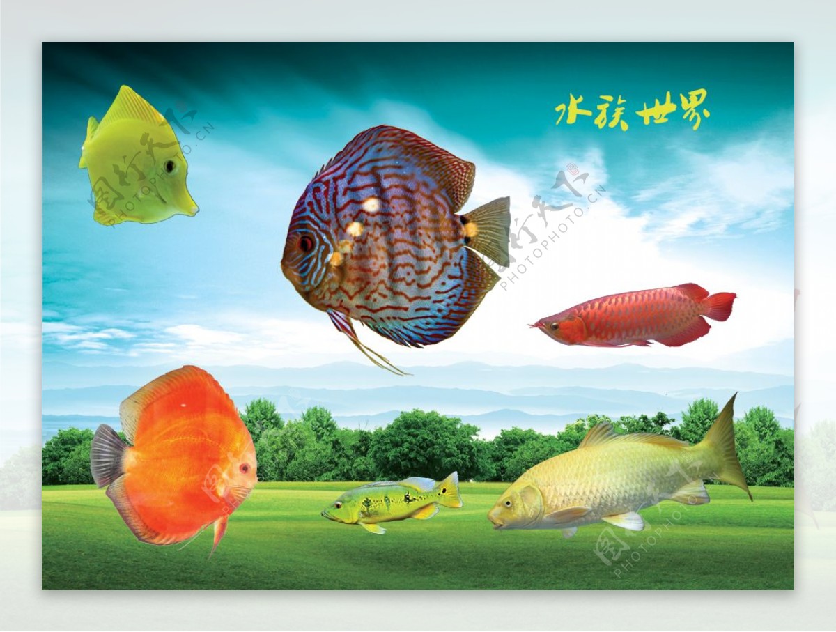 各种观赏鱼背景图片