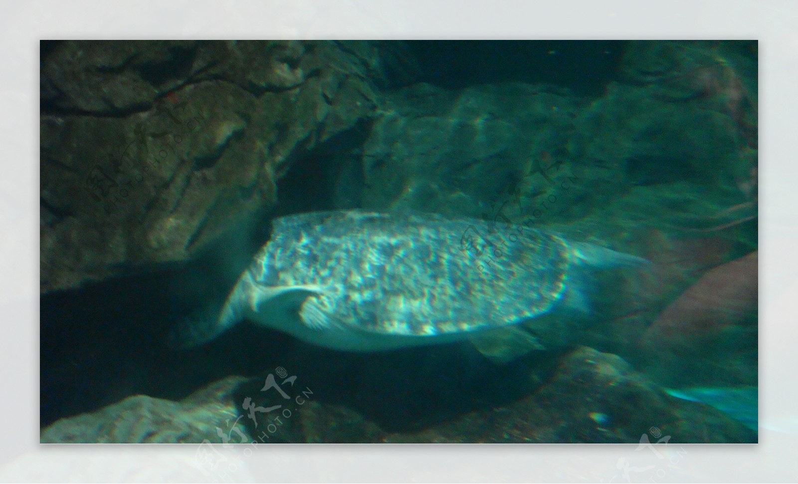 海龟游动中摄影图片