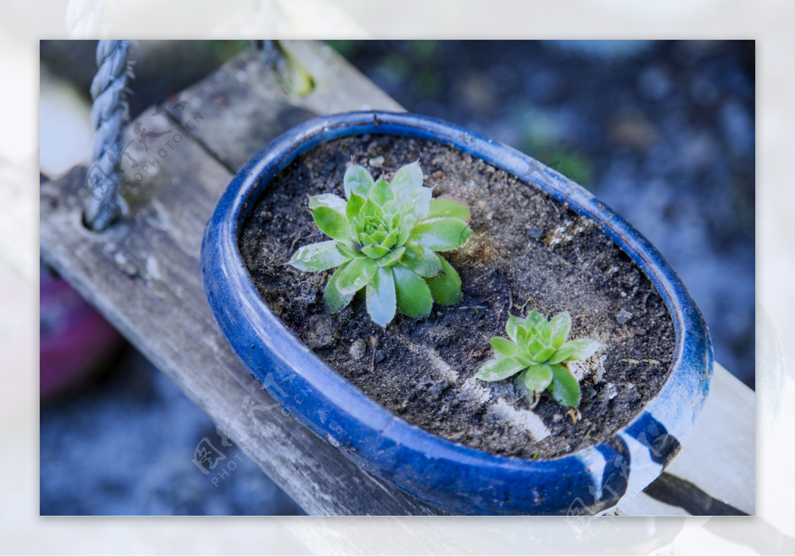 绿色多肉植物捧盆栽图片