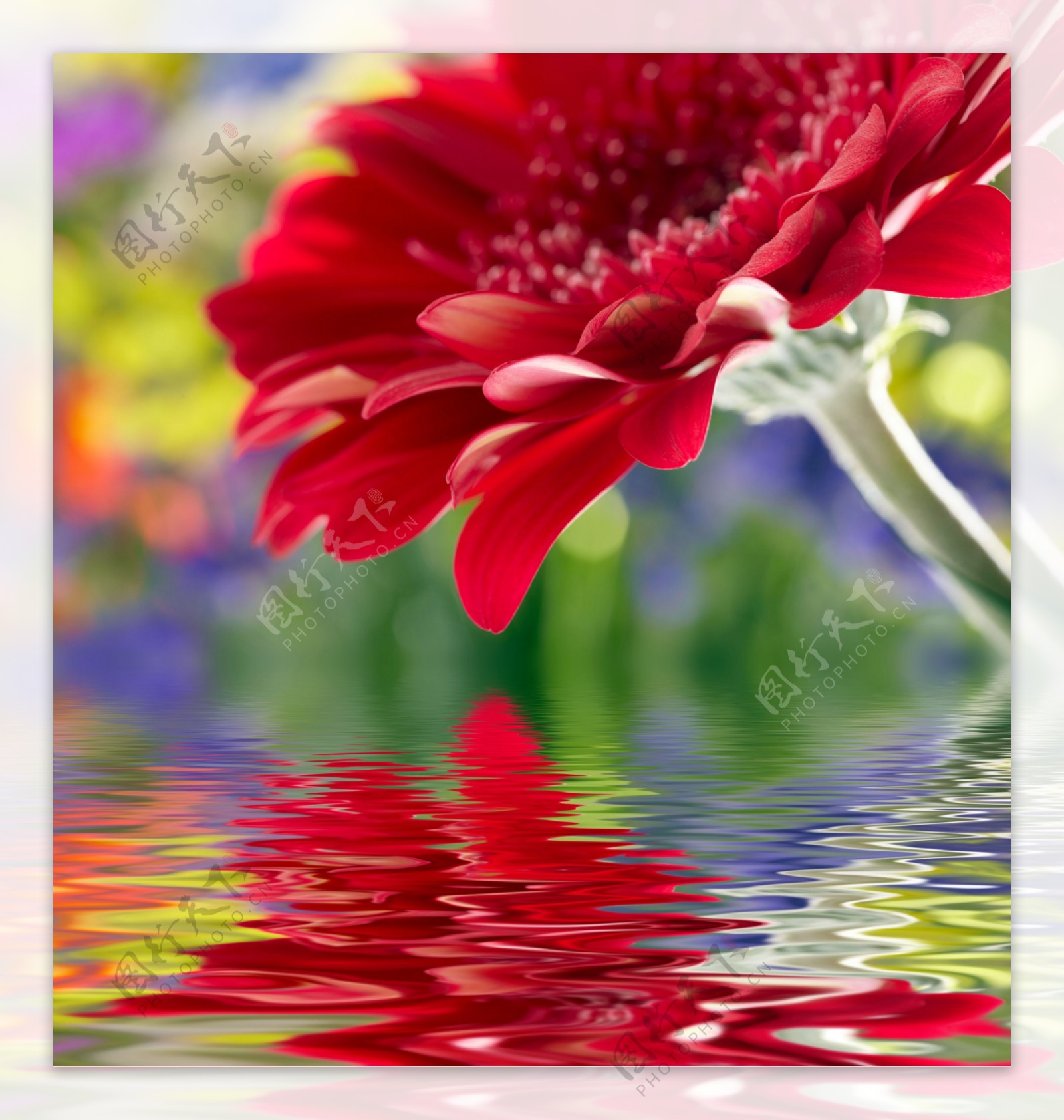 鲜花与水纹背景