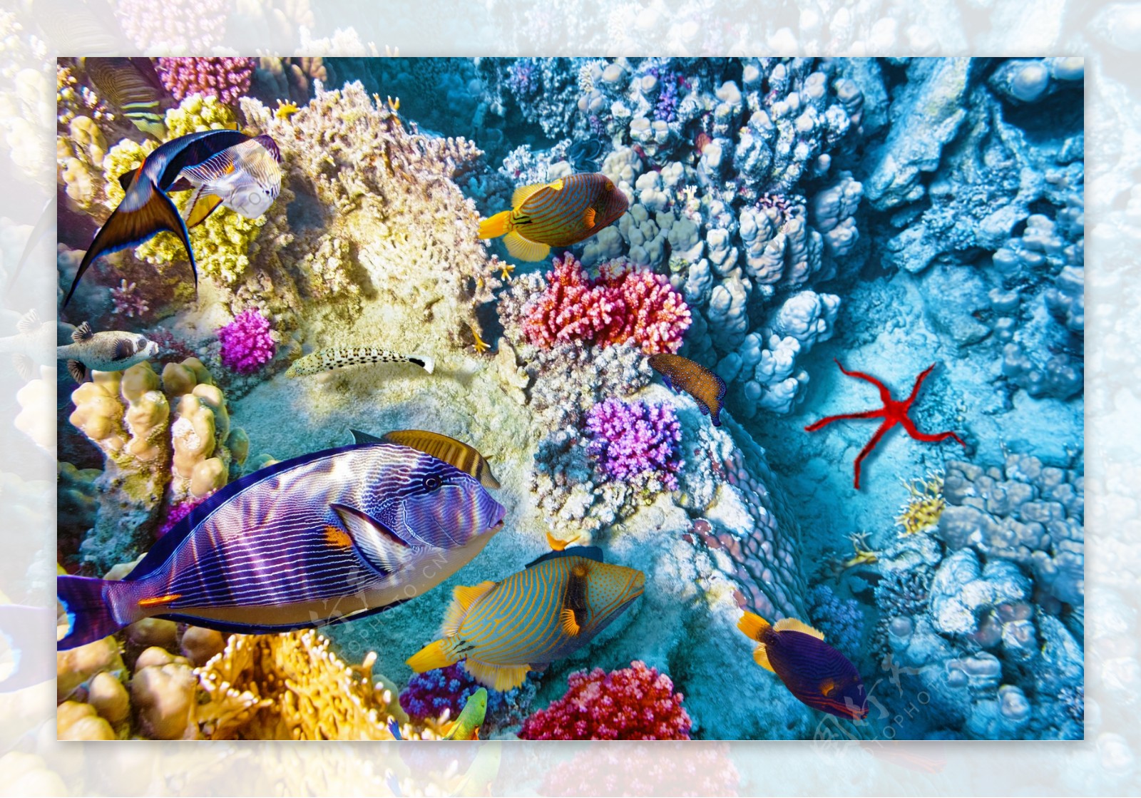 海底珊瑚与鱼群摄影图片