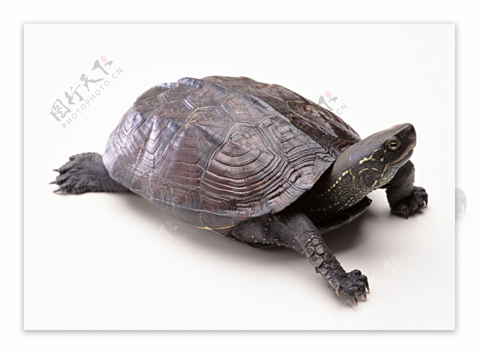 高清海乌龟图片下载