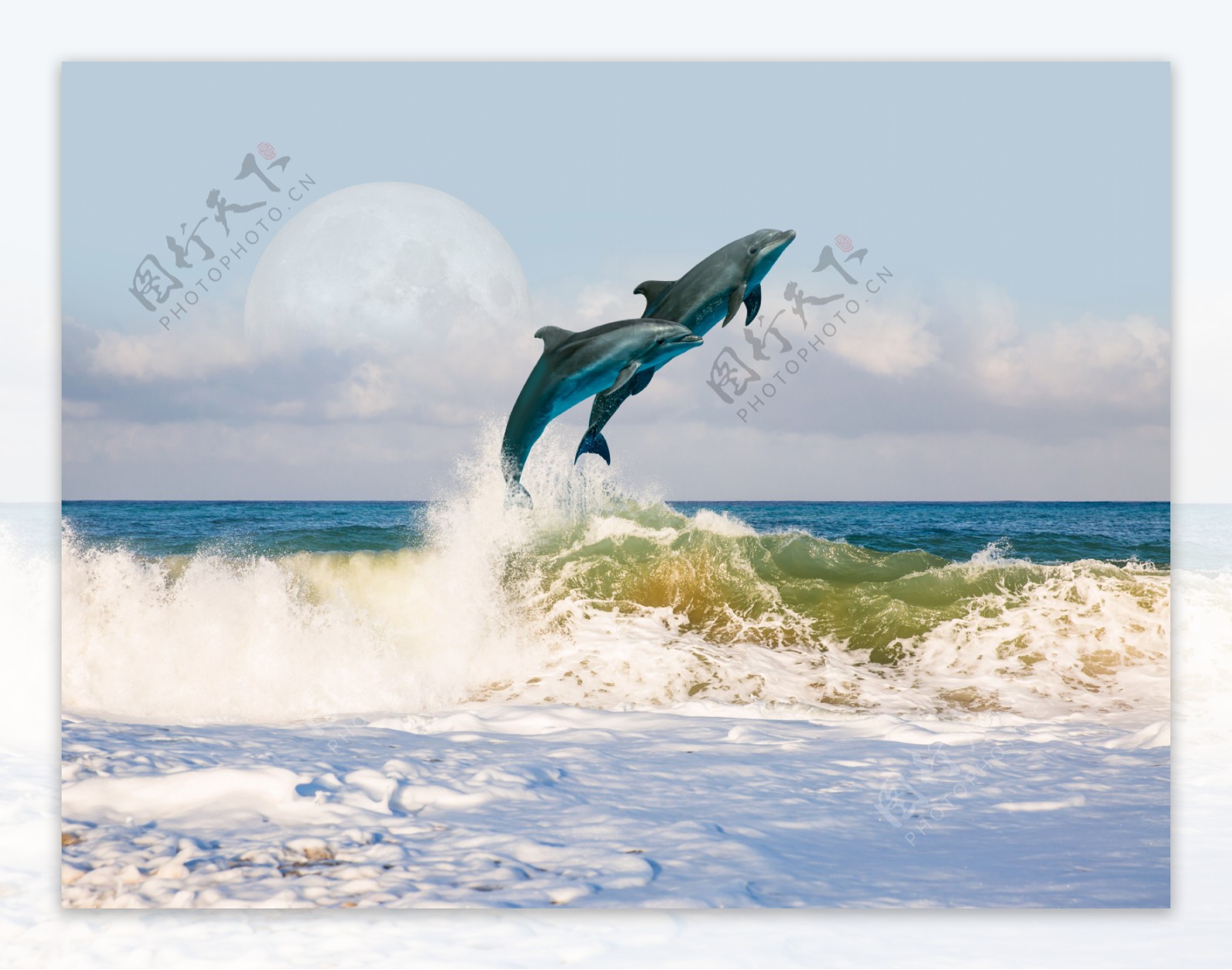 海面上跳跃海豚图片