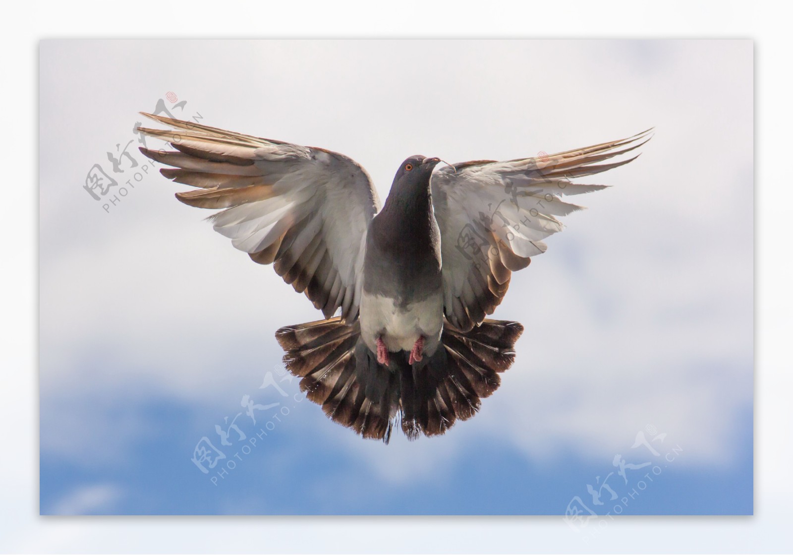 展翅飞翔的鸽子图片