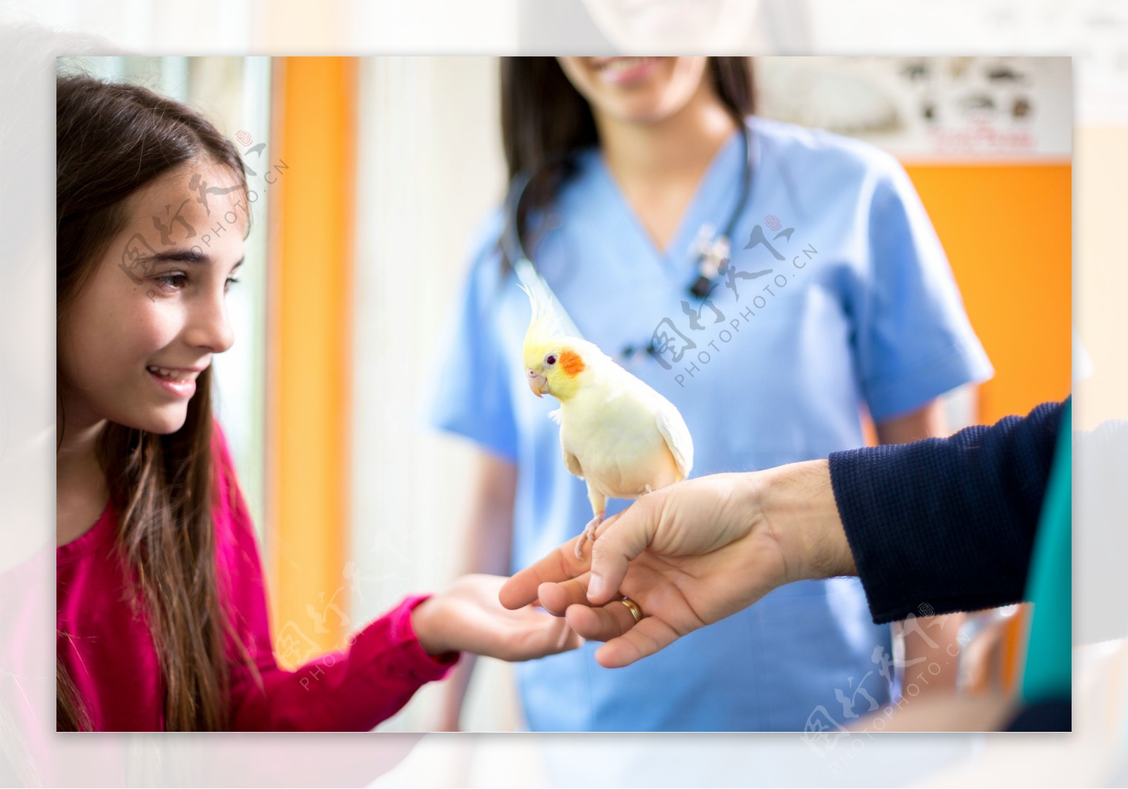 兽医手上的鹦鹉与女孩