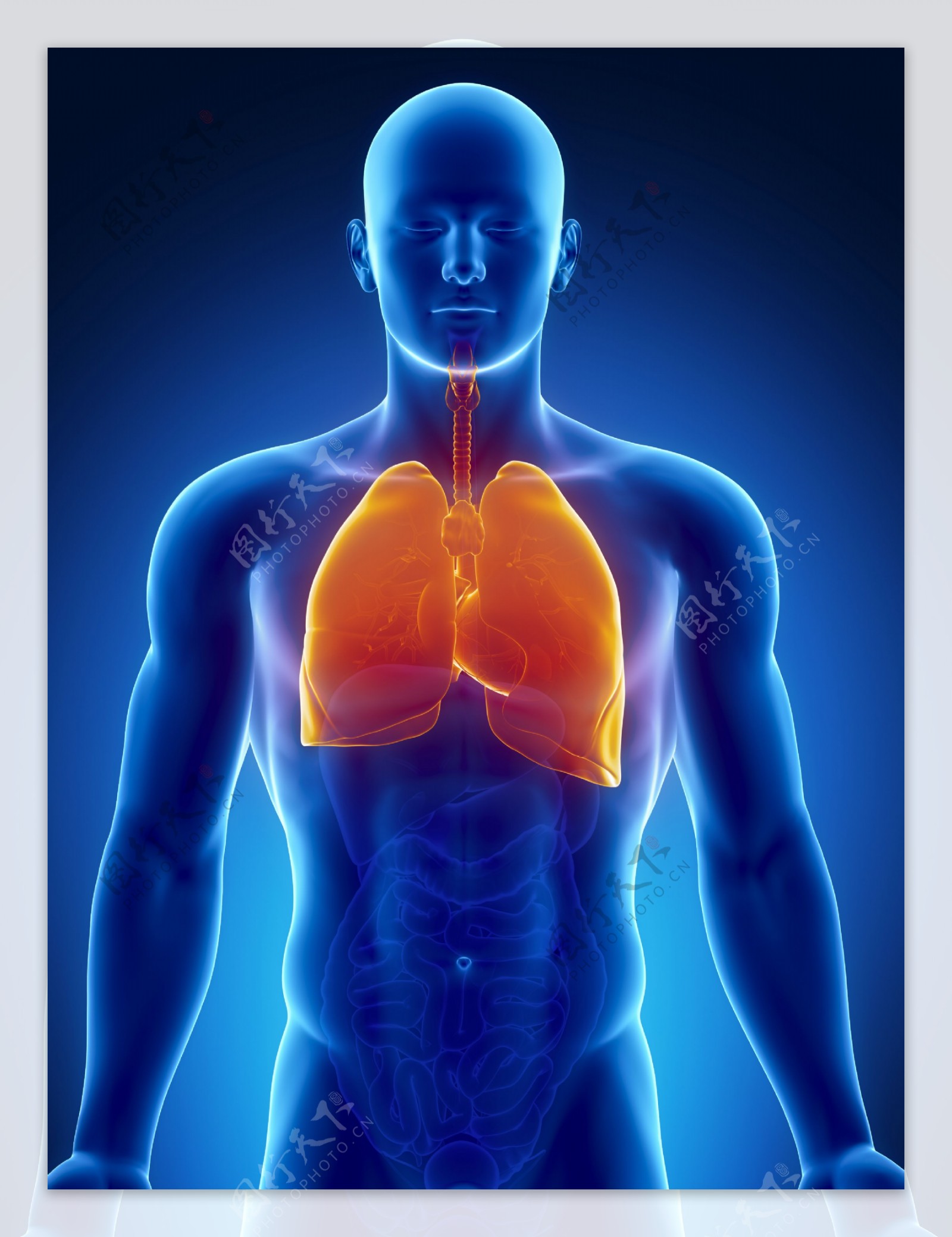 男性肺器官图片