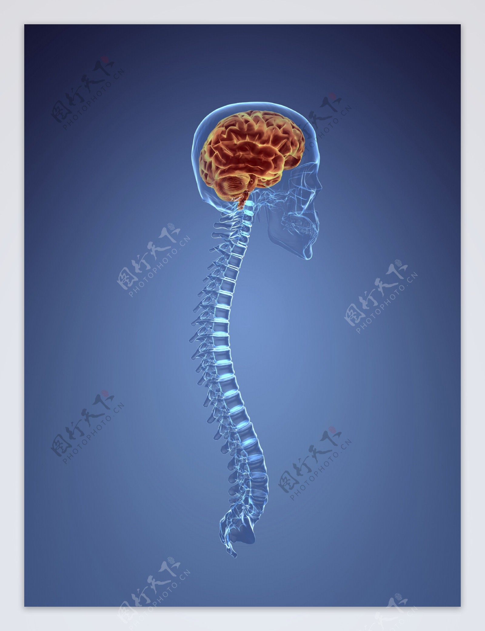 人体大脑脊髓图片