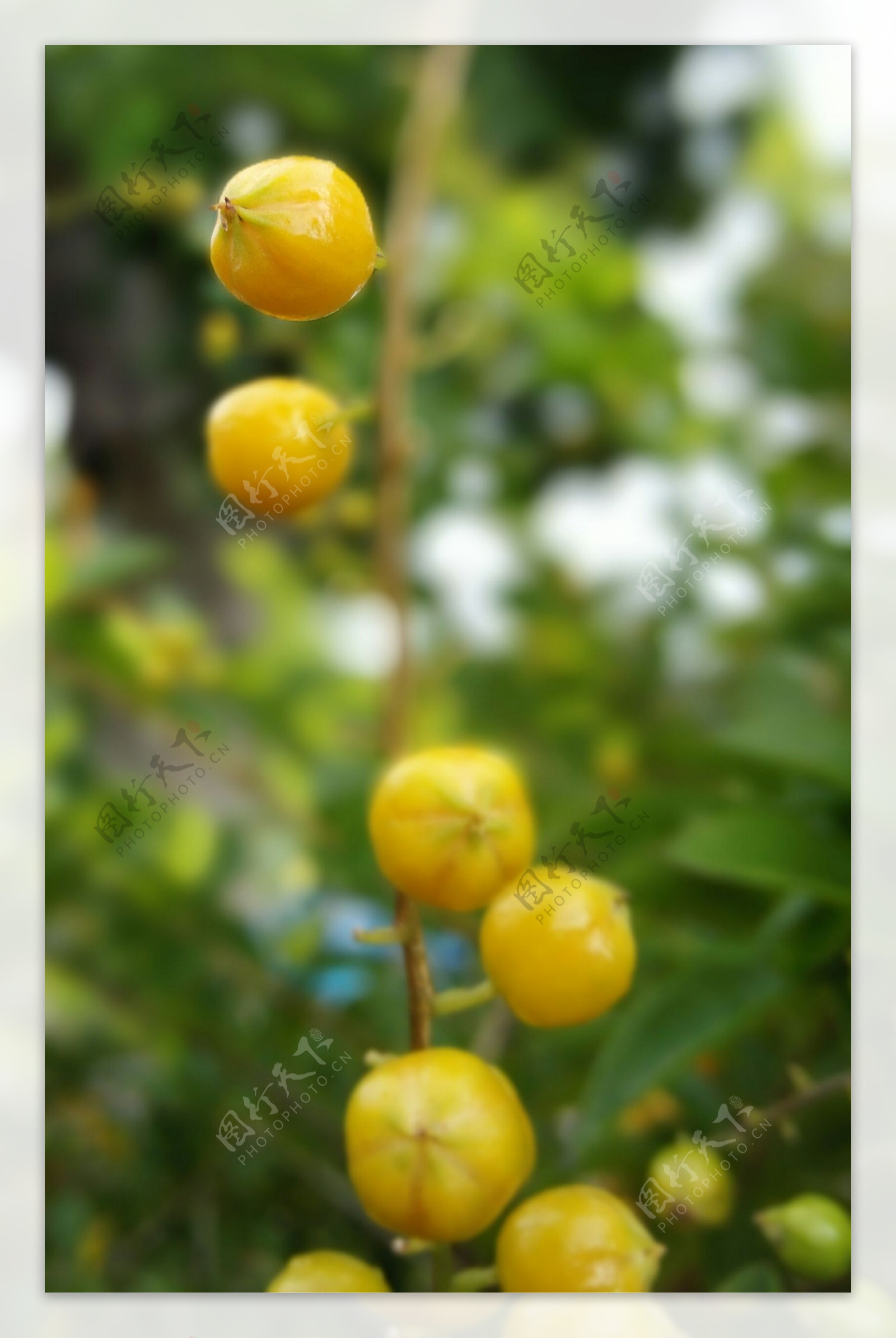 果树果子水果图片