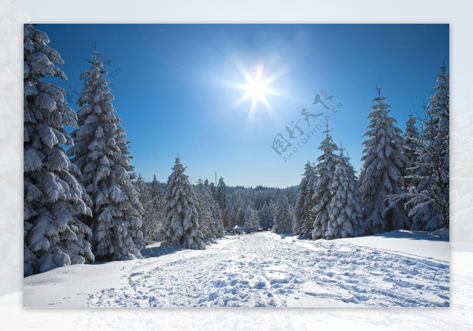 冬日阳光雪松图片