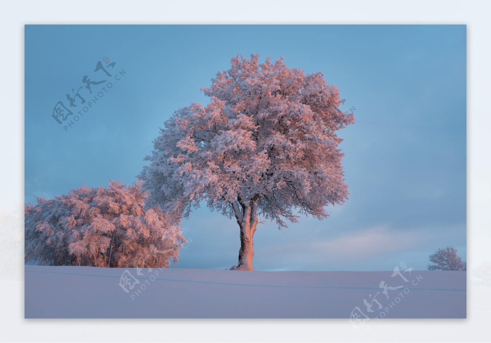 唯美冬天树木风景图片