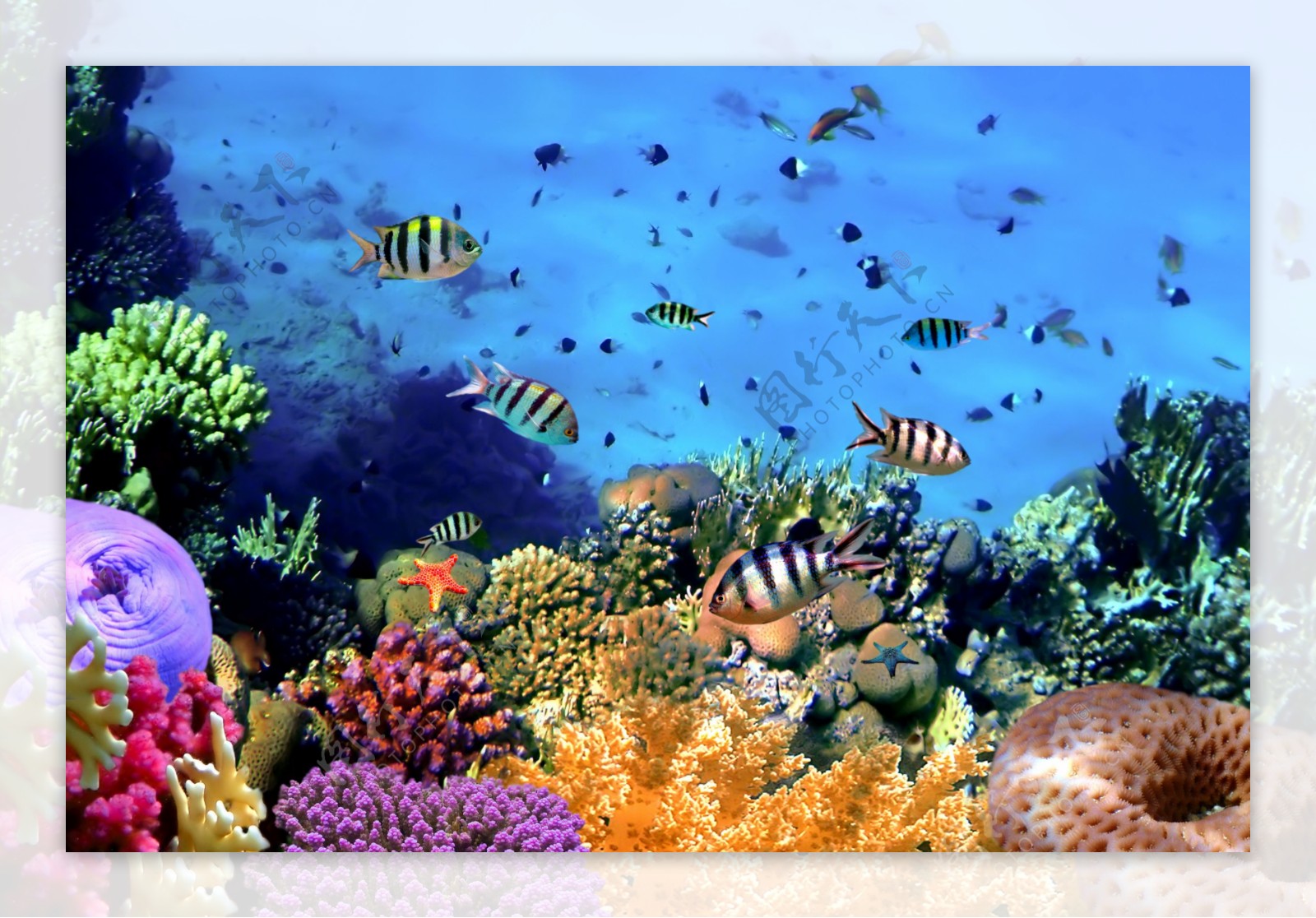 海底生物唯美风景平面模板
